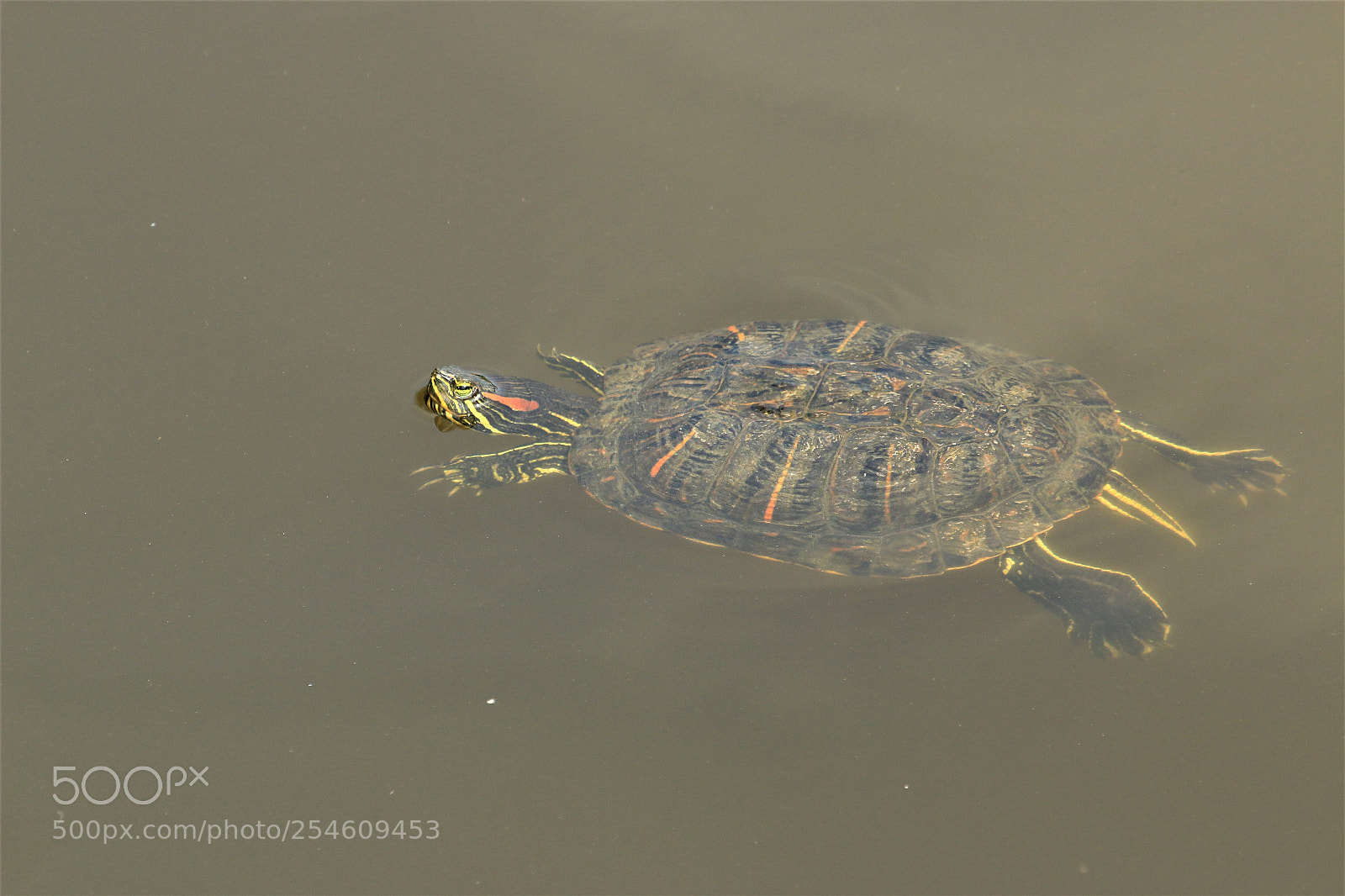 Canon EOS 70D sample photo. Terrapin photography