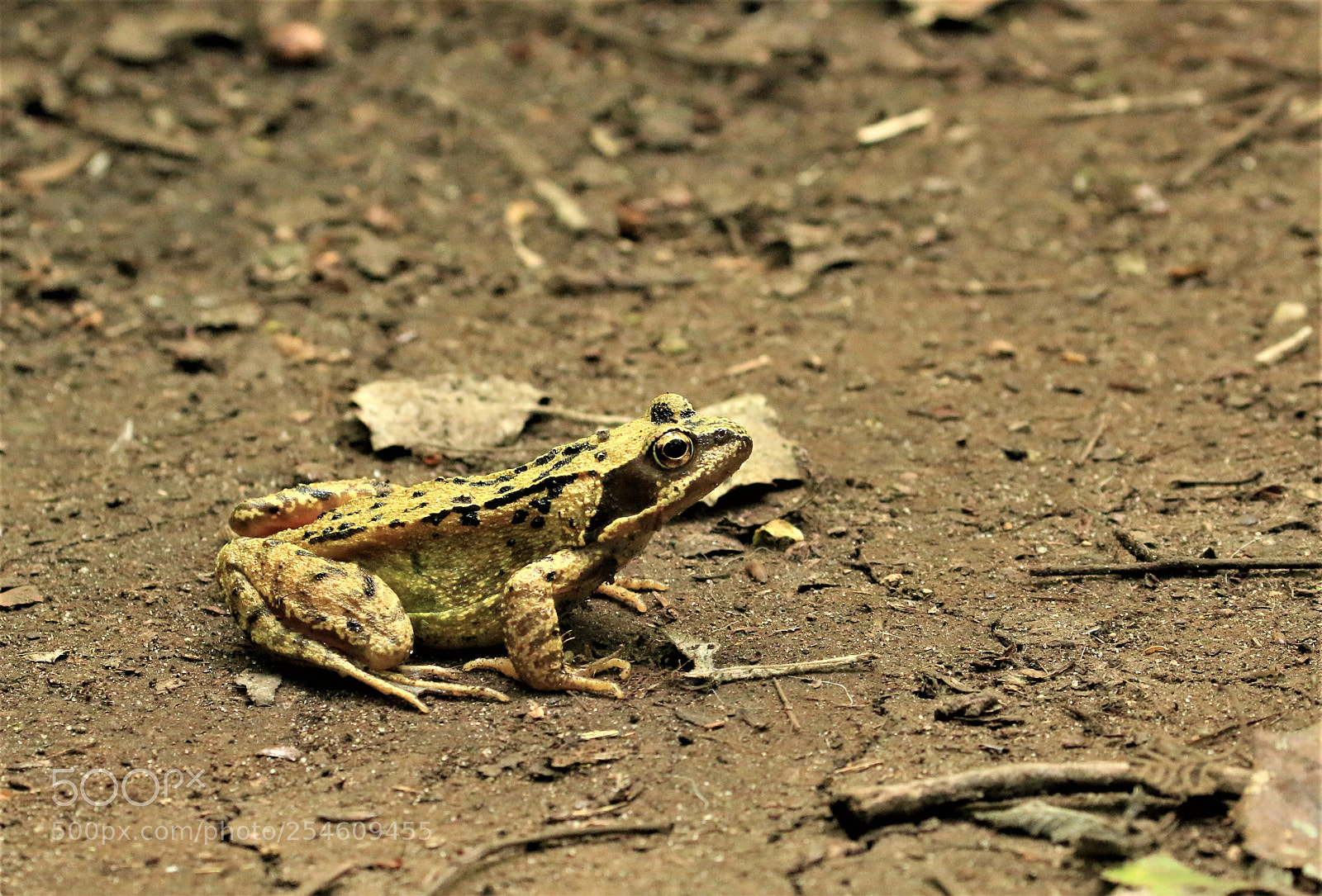 Canon EOS 70D sample photo. Frog photography