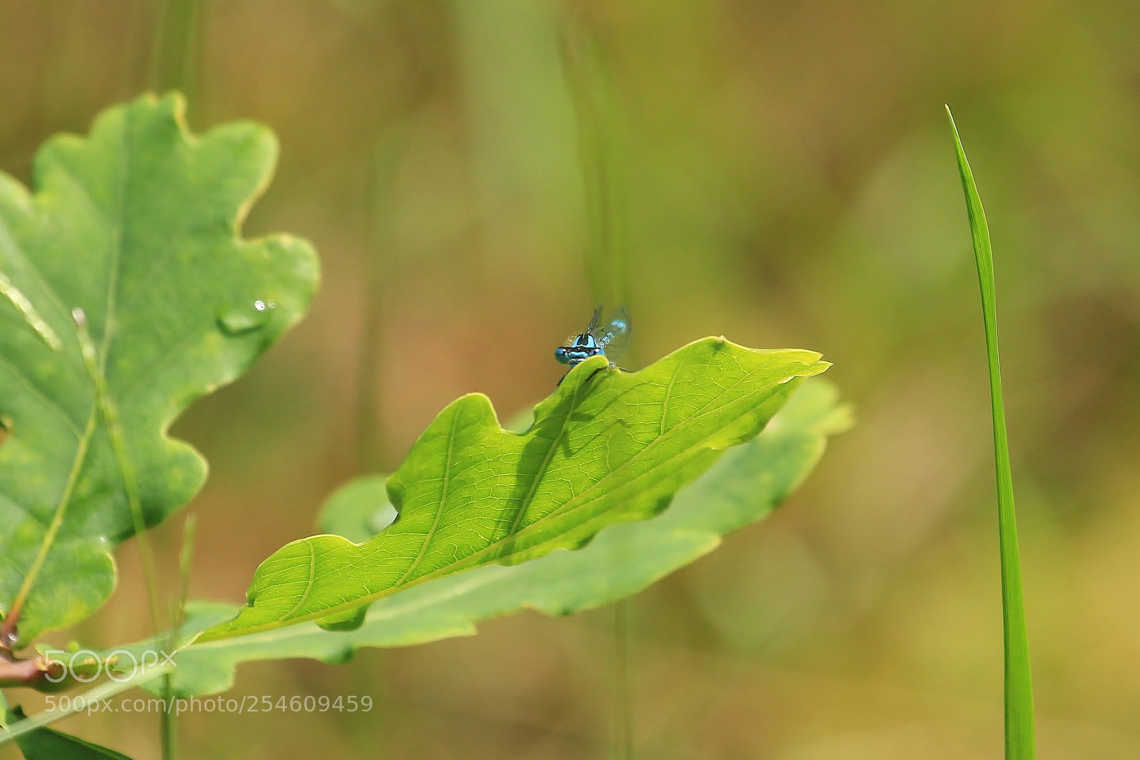 Canon EOS 70D sample photo. If i hide behind photography