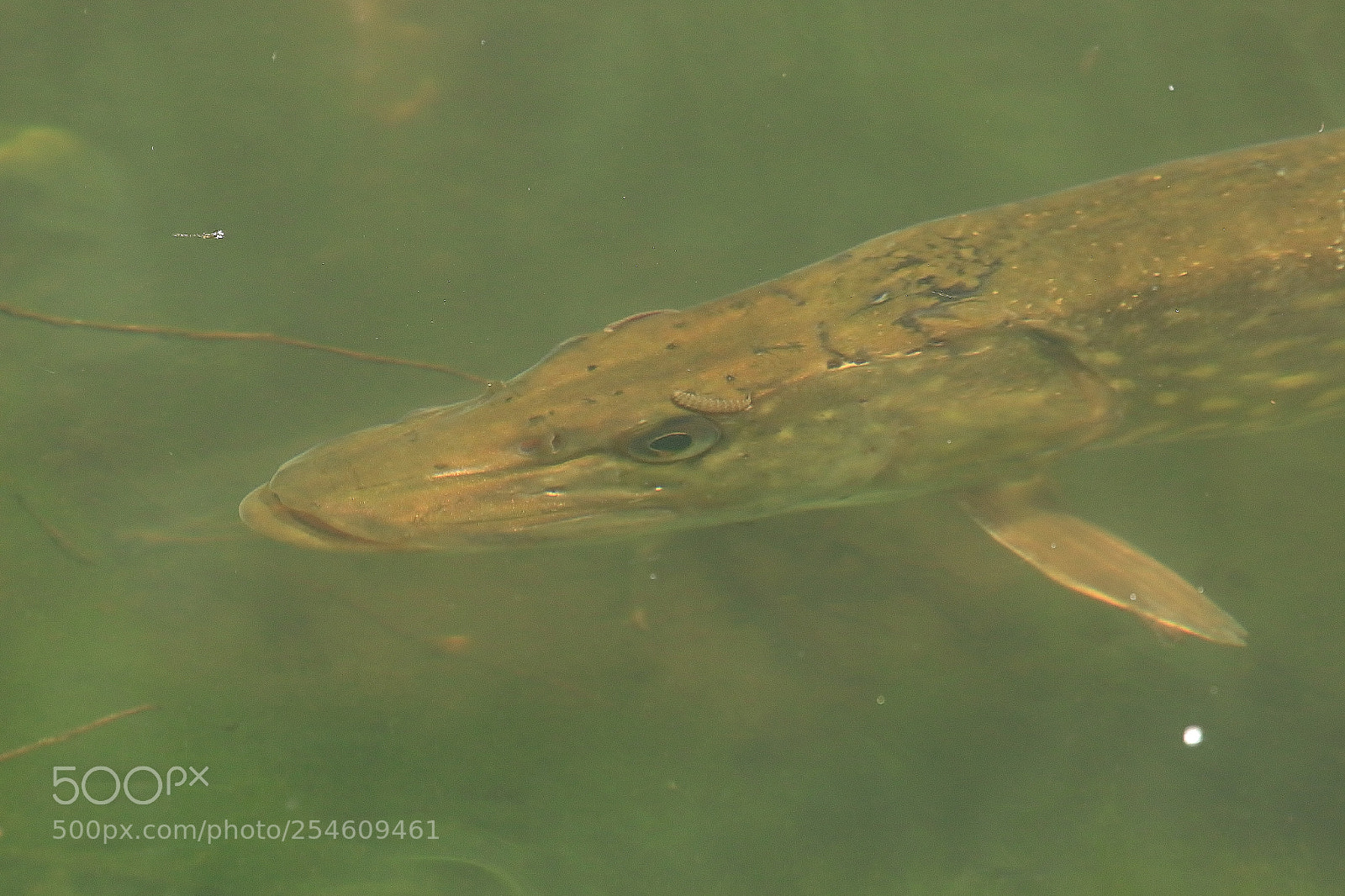 Canon EOS 70D sample photo. Pike photography