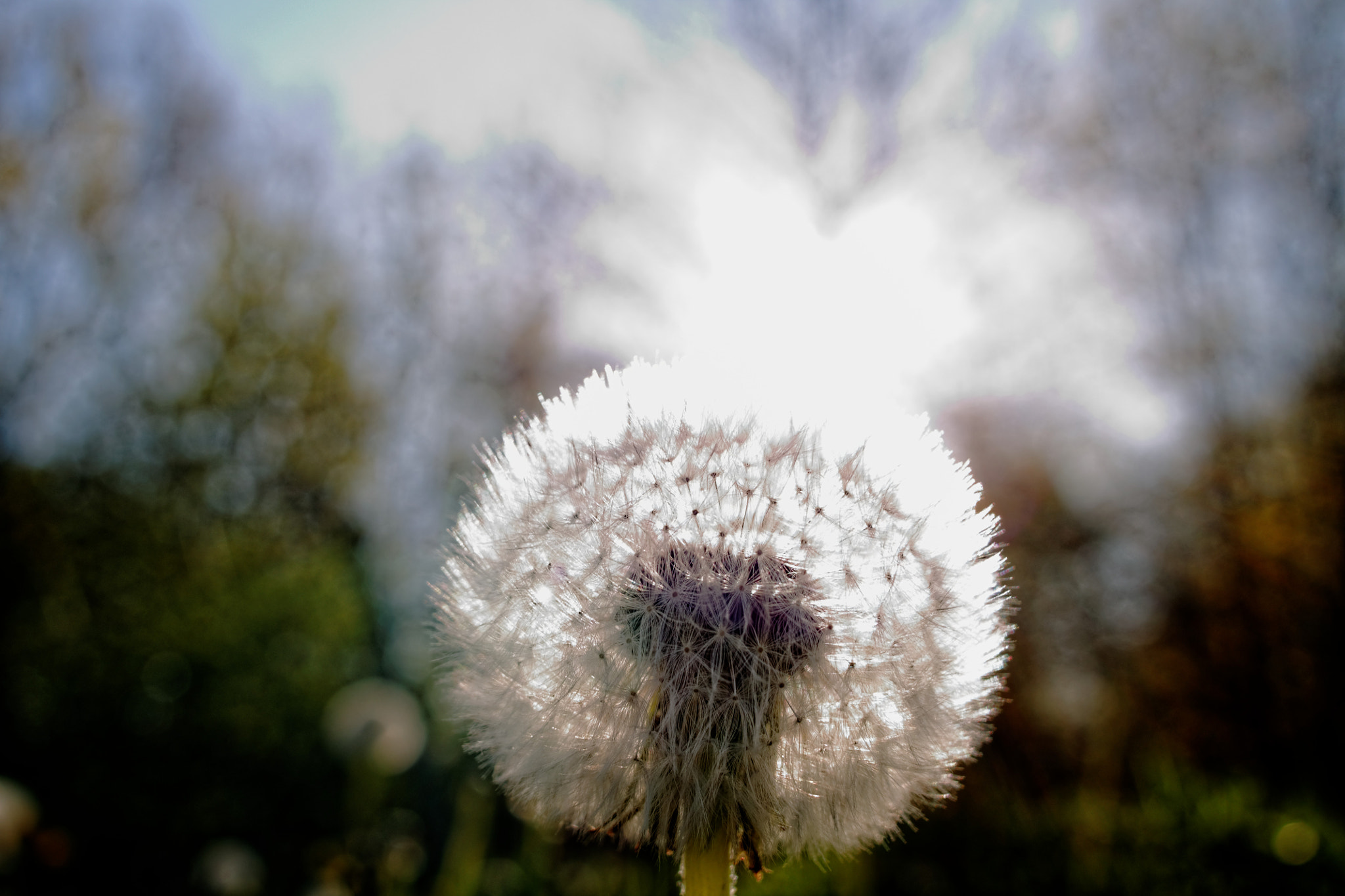Canon EF-S 24mm F2.8 STM sample photo. Variation sur la semeuse ... photography