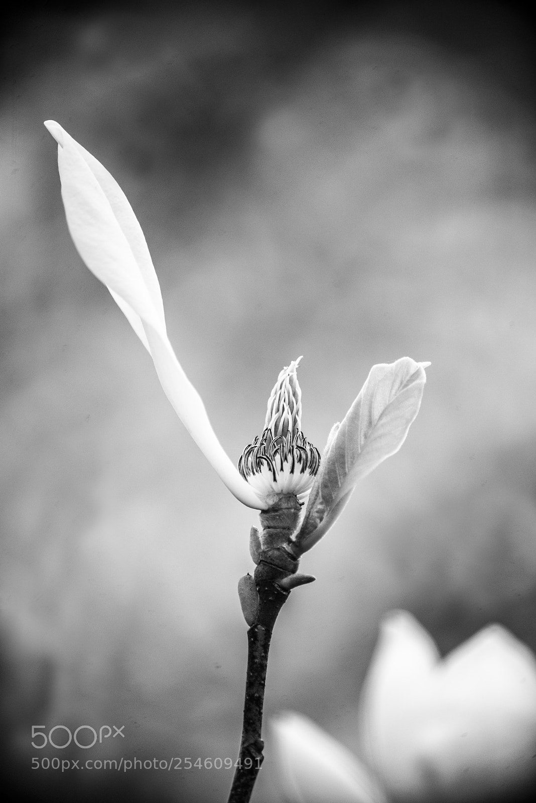 Nikon D800 sample photo. Last petal standing photography
