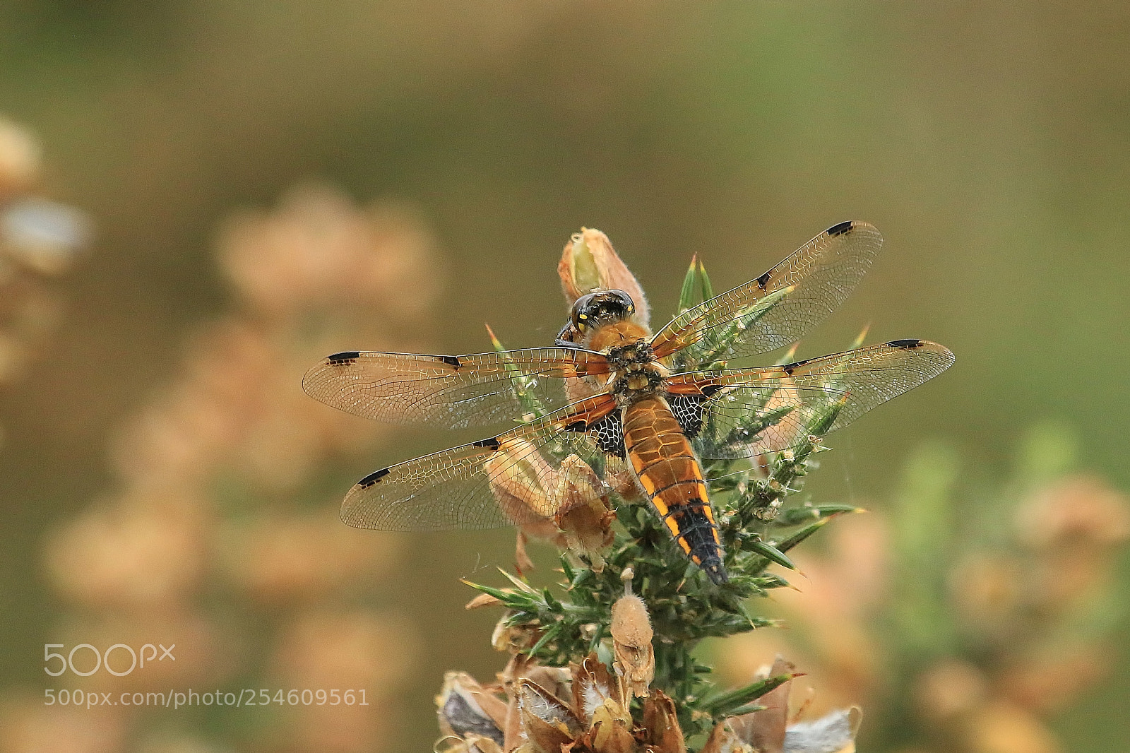 Canon EOS 70D sample photo. Another dragonfly photography