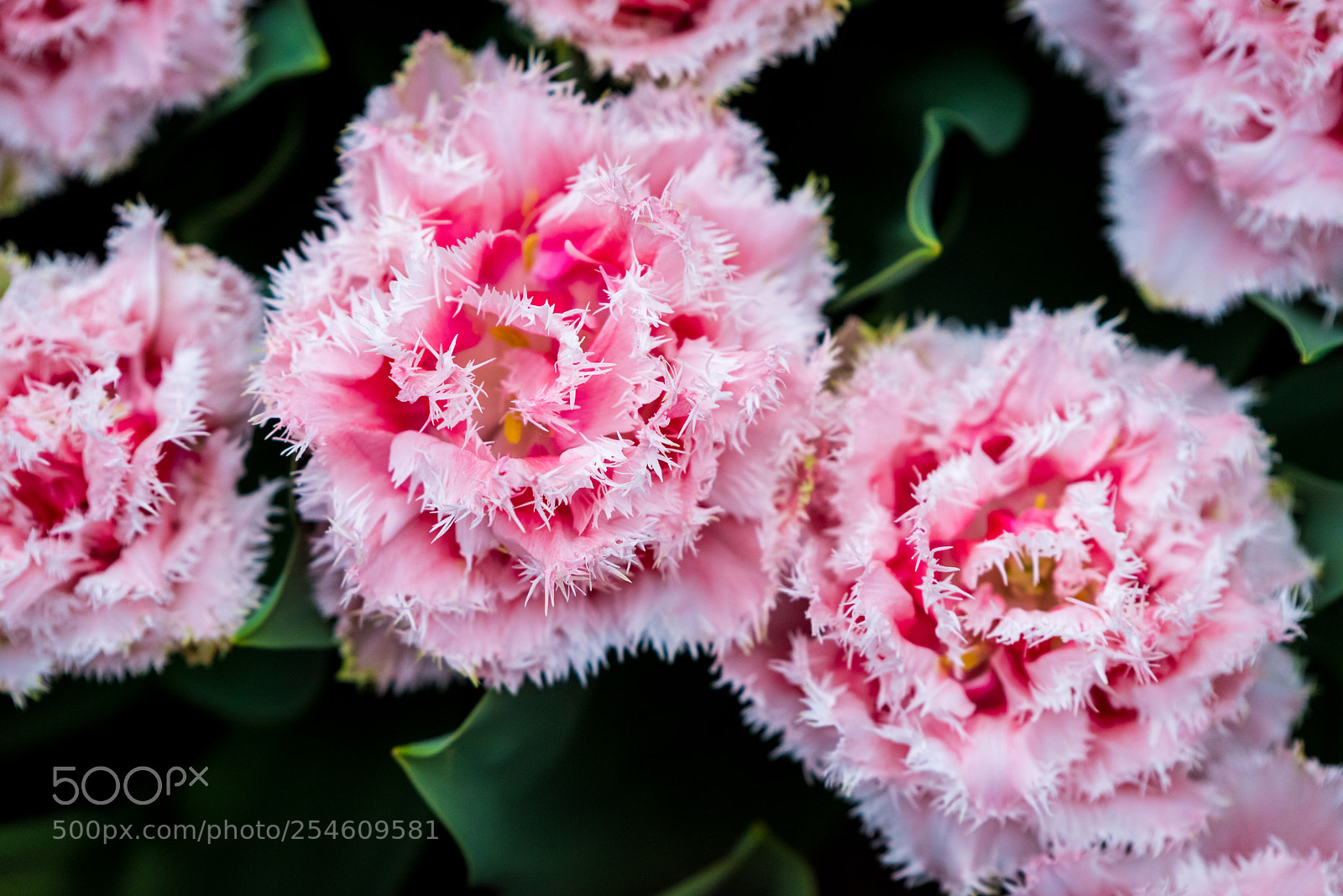 Nikon D810 sample photo. Flowers photography