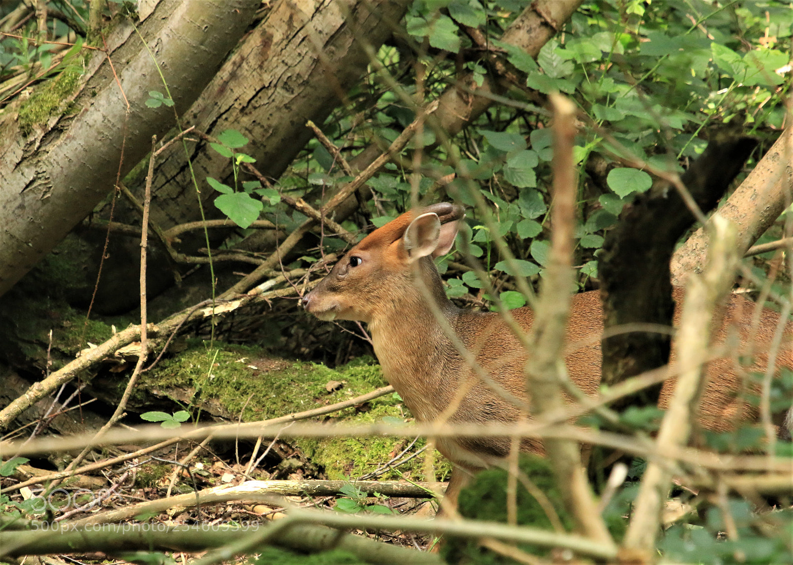 Canon EOS 70D sample photo. Untitled photography
