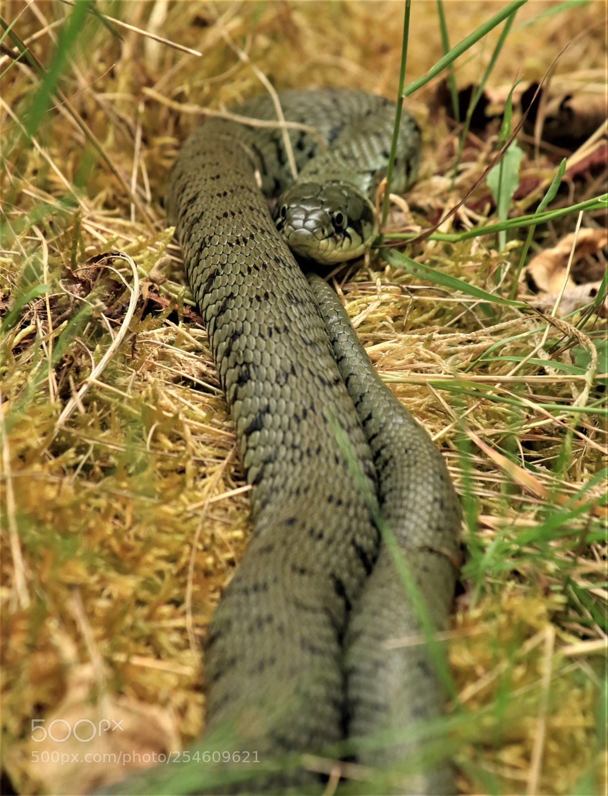 Canon EOS 70D sample photo. Double barreled snake photography