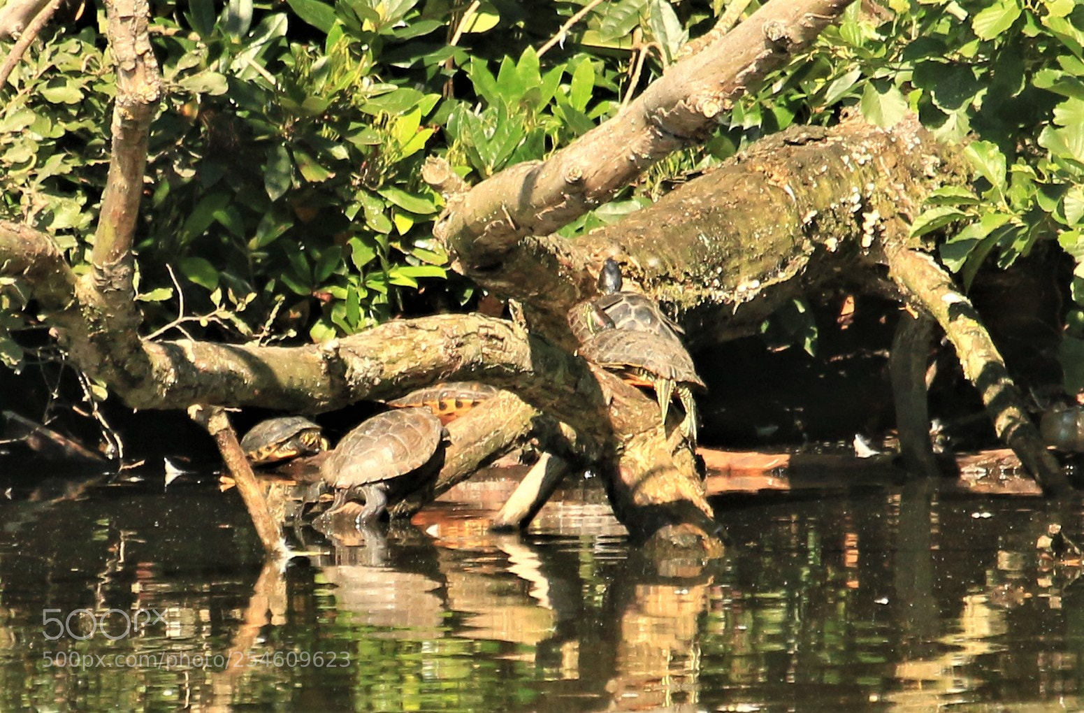 Canon EOS 70D sample photo. 4 terrapins and a photography
