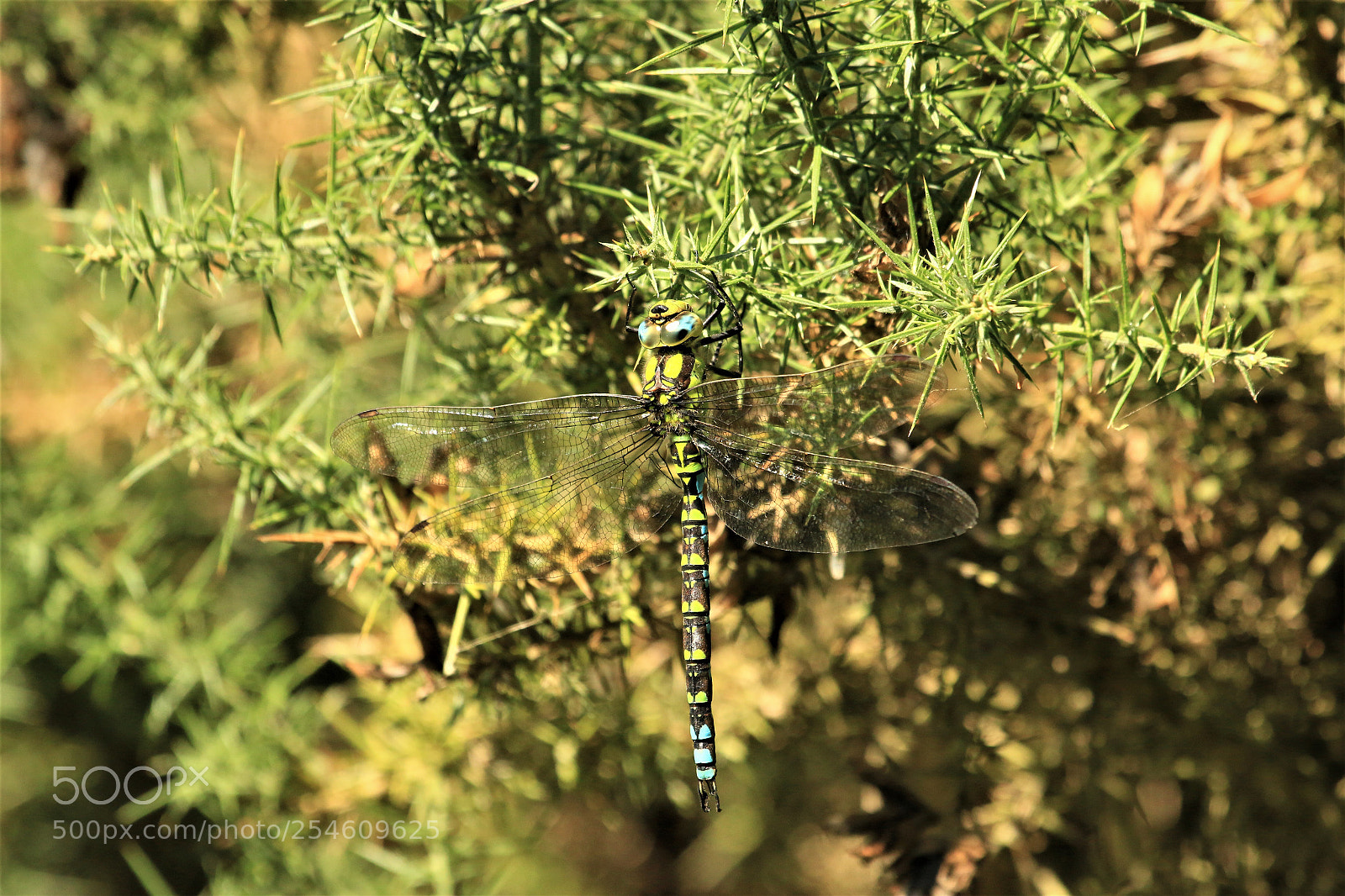 Canon EOS 70D sample photo. Dragonfly photography