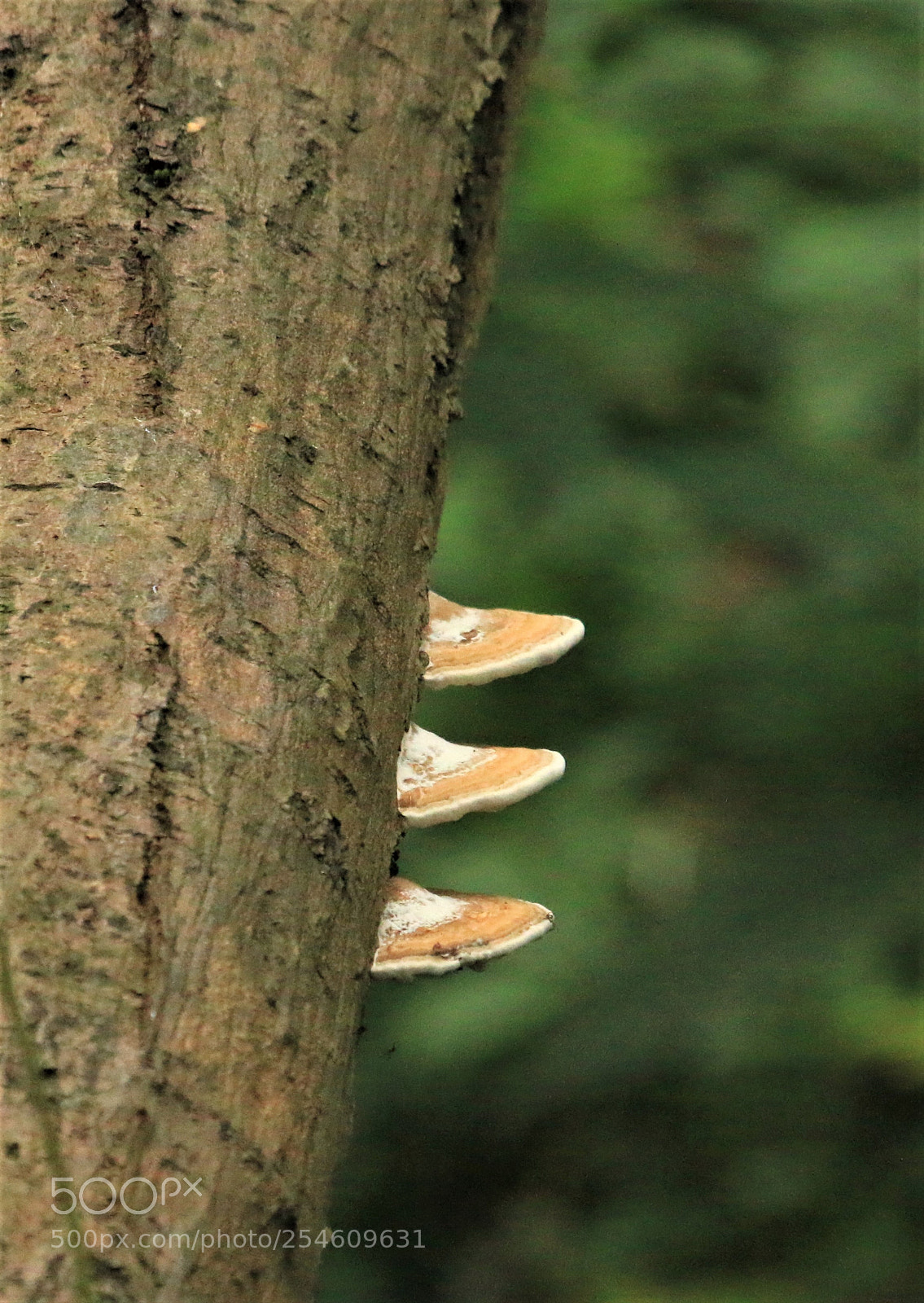 Canon EOS 70D sample photo. There is a glitch photography
