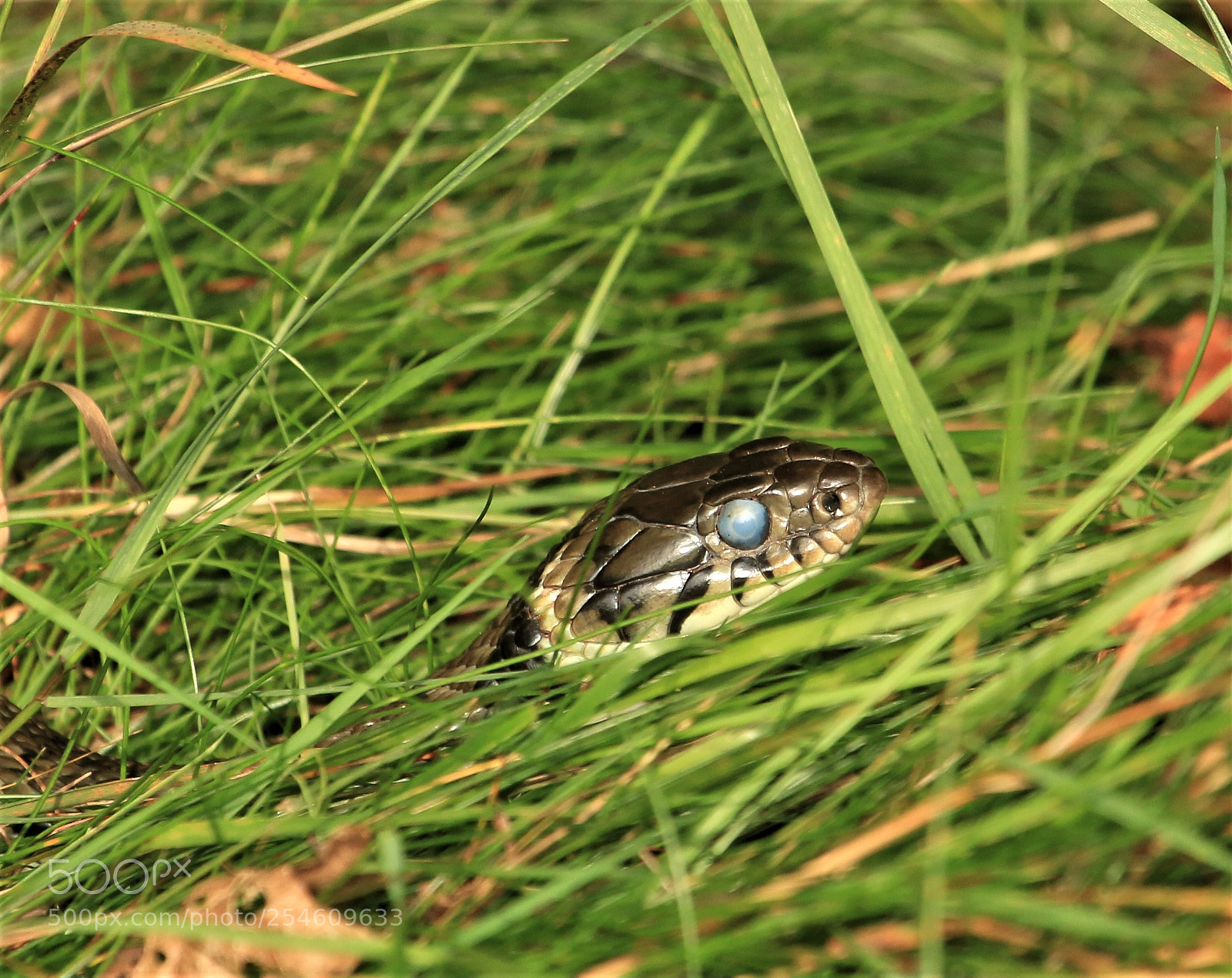 Canon EOS 70D sample photo. One eyed sake photography
