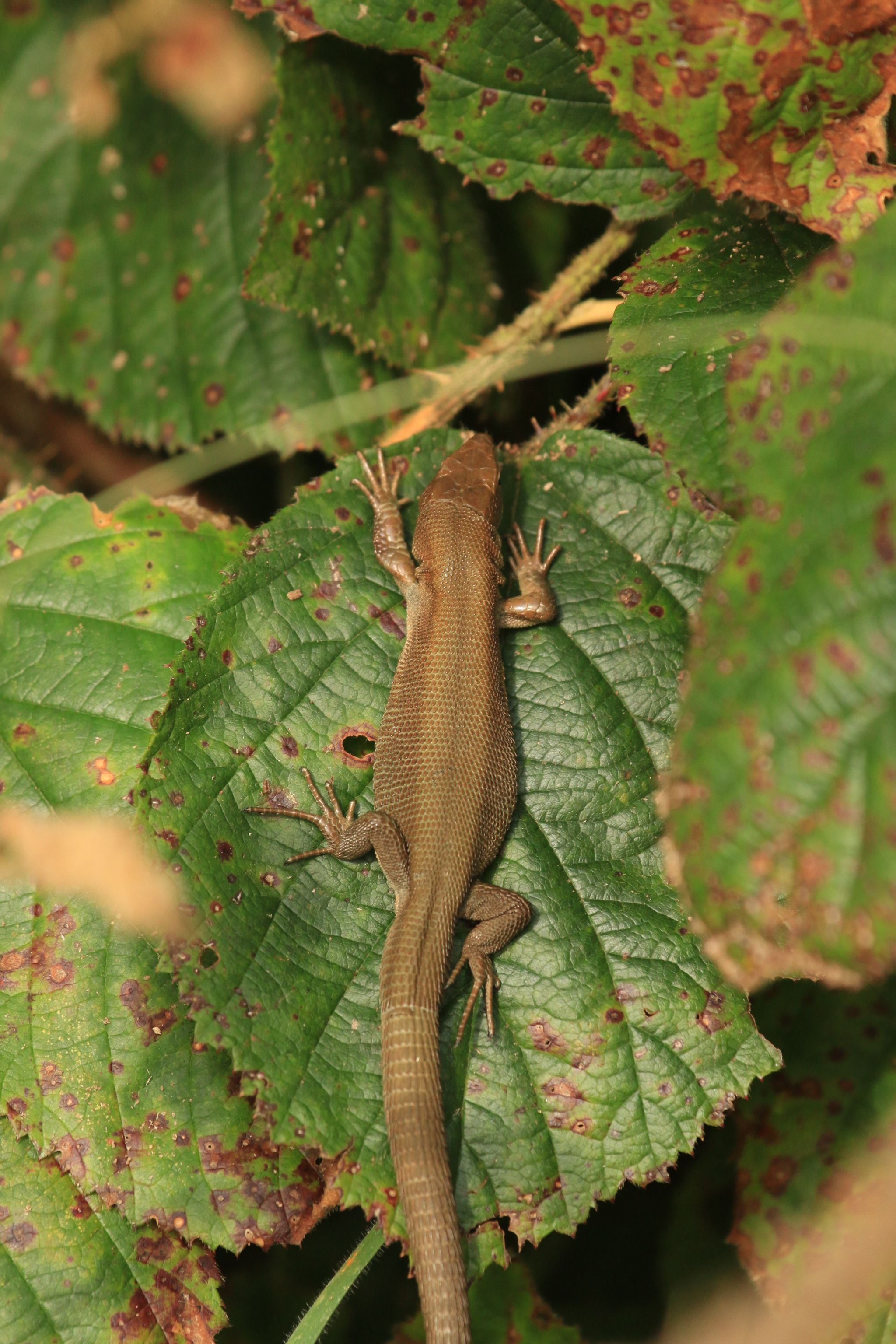 Canon EOS 70D + Canon EF 100-400mm F4.5-5.6L IS USM sample photo. I'm a twig i'm a twig i'm a twig photography