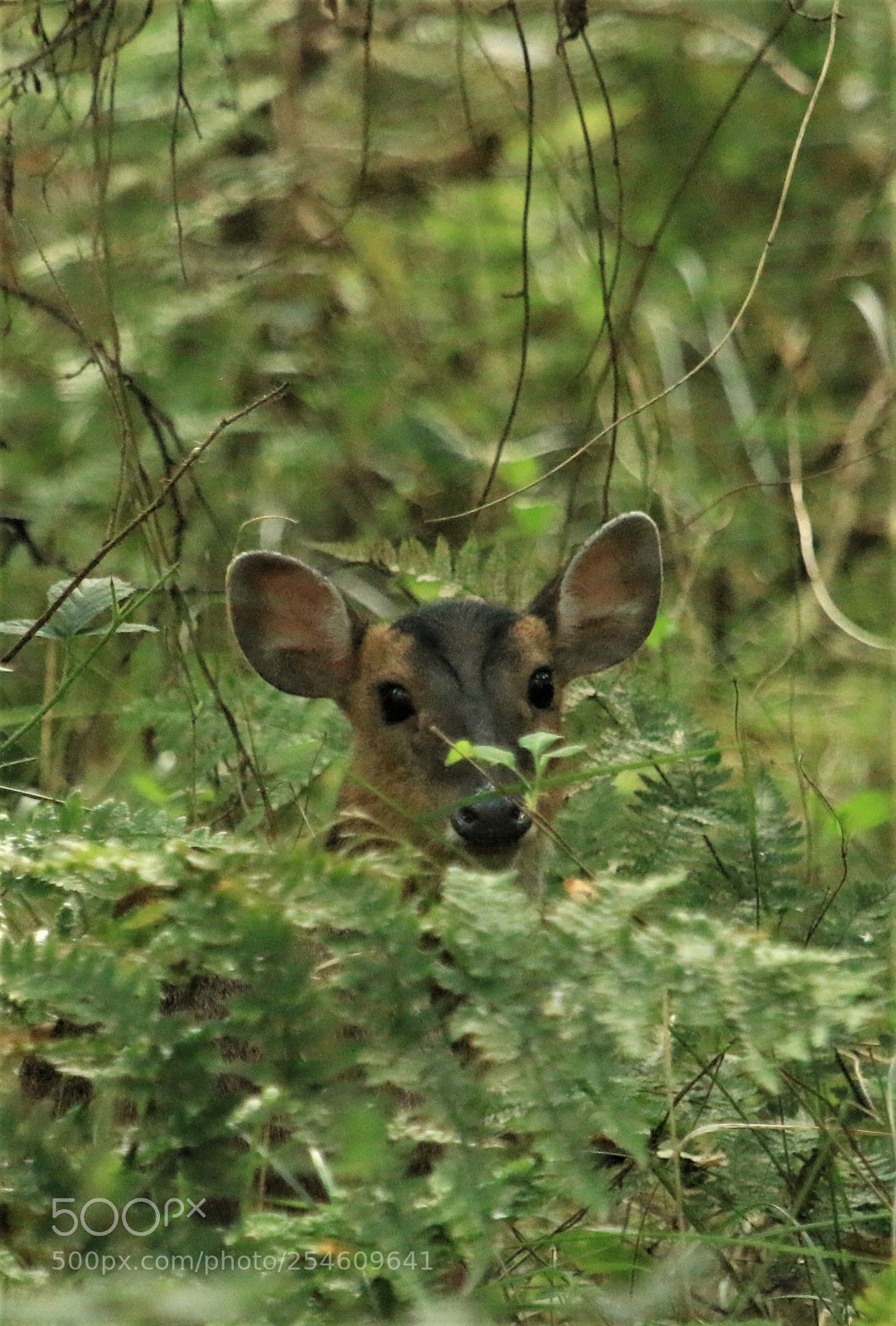 Canon EOS 70D sample photo. Peek a boo photography