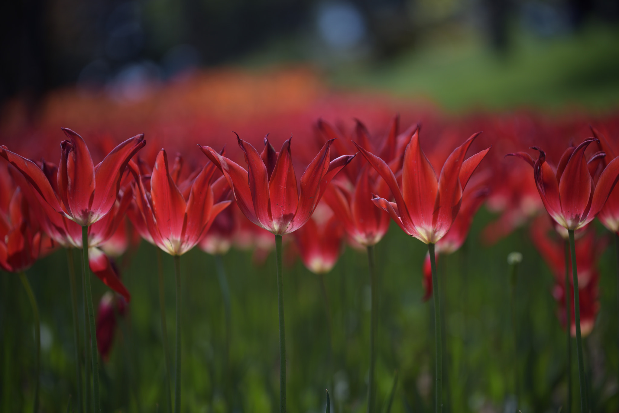 Nikon D810 + Nikon AF-S Nikkor 70-200mm F4G ED VR sample photo. Burning flowers photography