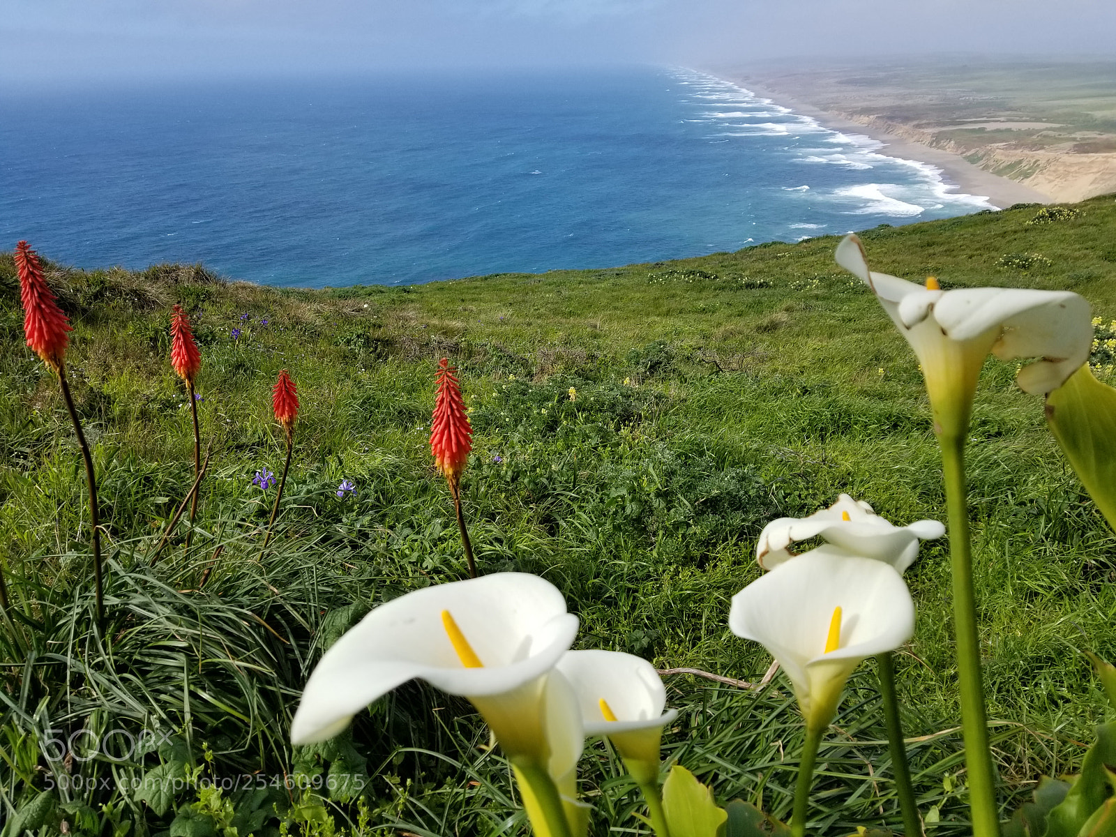 Samsung Galaxy S8+ sample photo. Spring of california photography