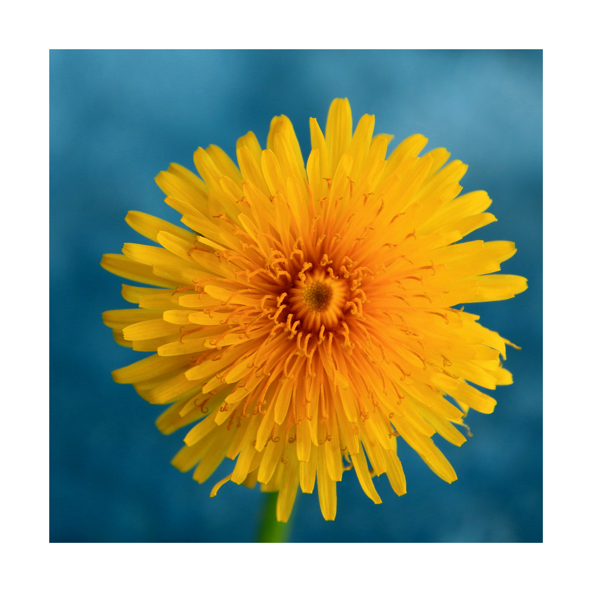 Canon EOS 7D Mark II sample photo. Sun or flower ? photography