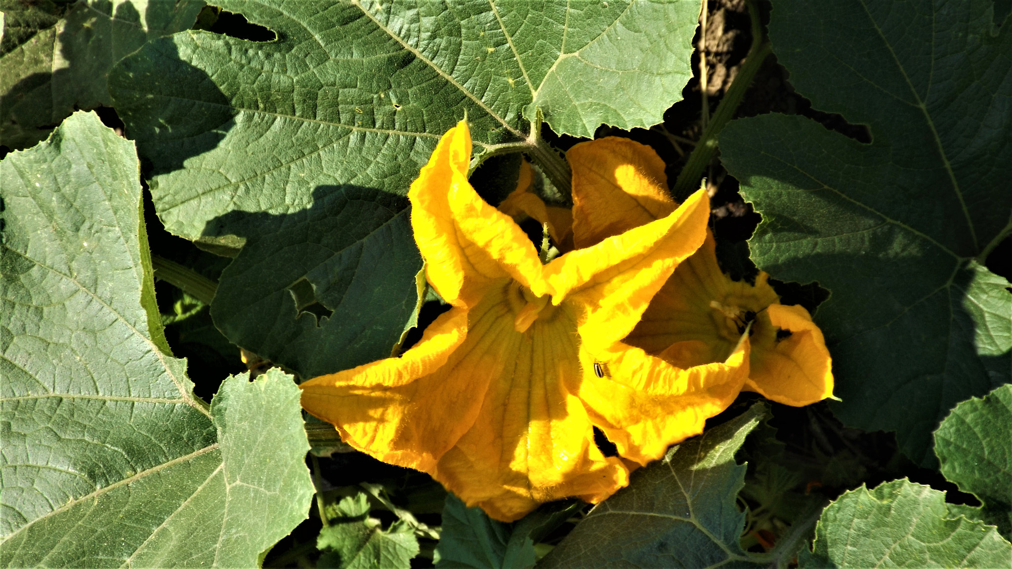 Fujifilm FinePix S4800 sample photo. Pumpink's flower and a bug photography