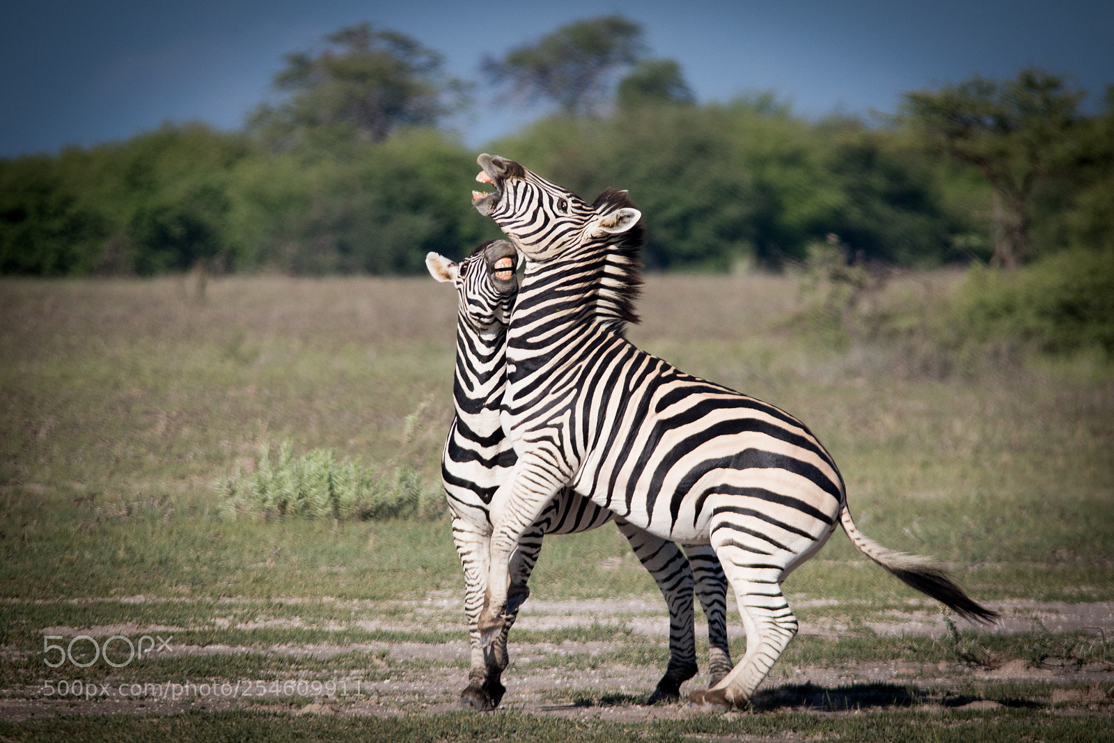 Canon EOS 7D Mark II sample photo. Zebra boys photography