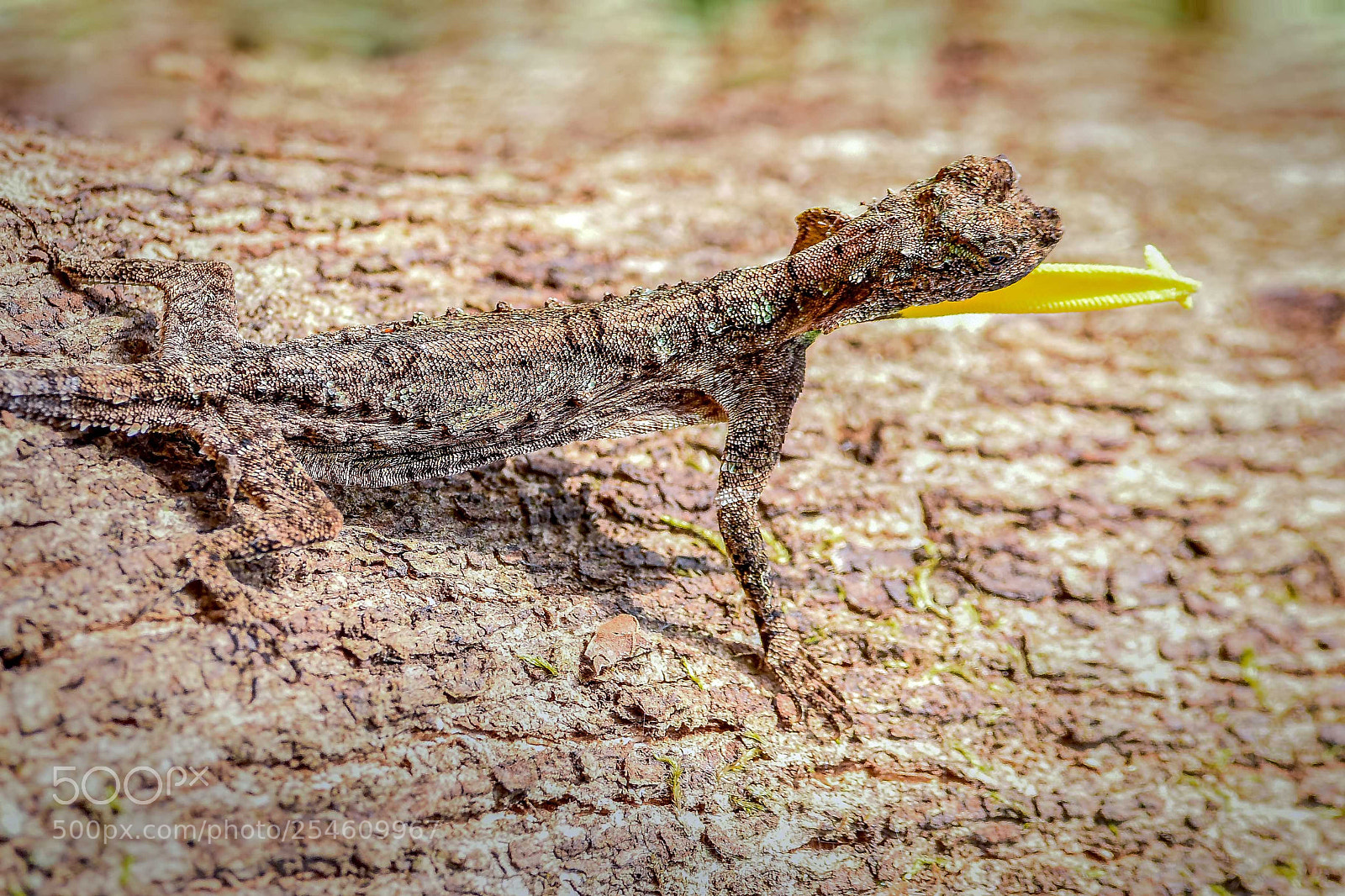 Nikon D810 sample photo. South indian flying lizard photography