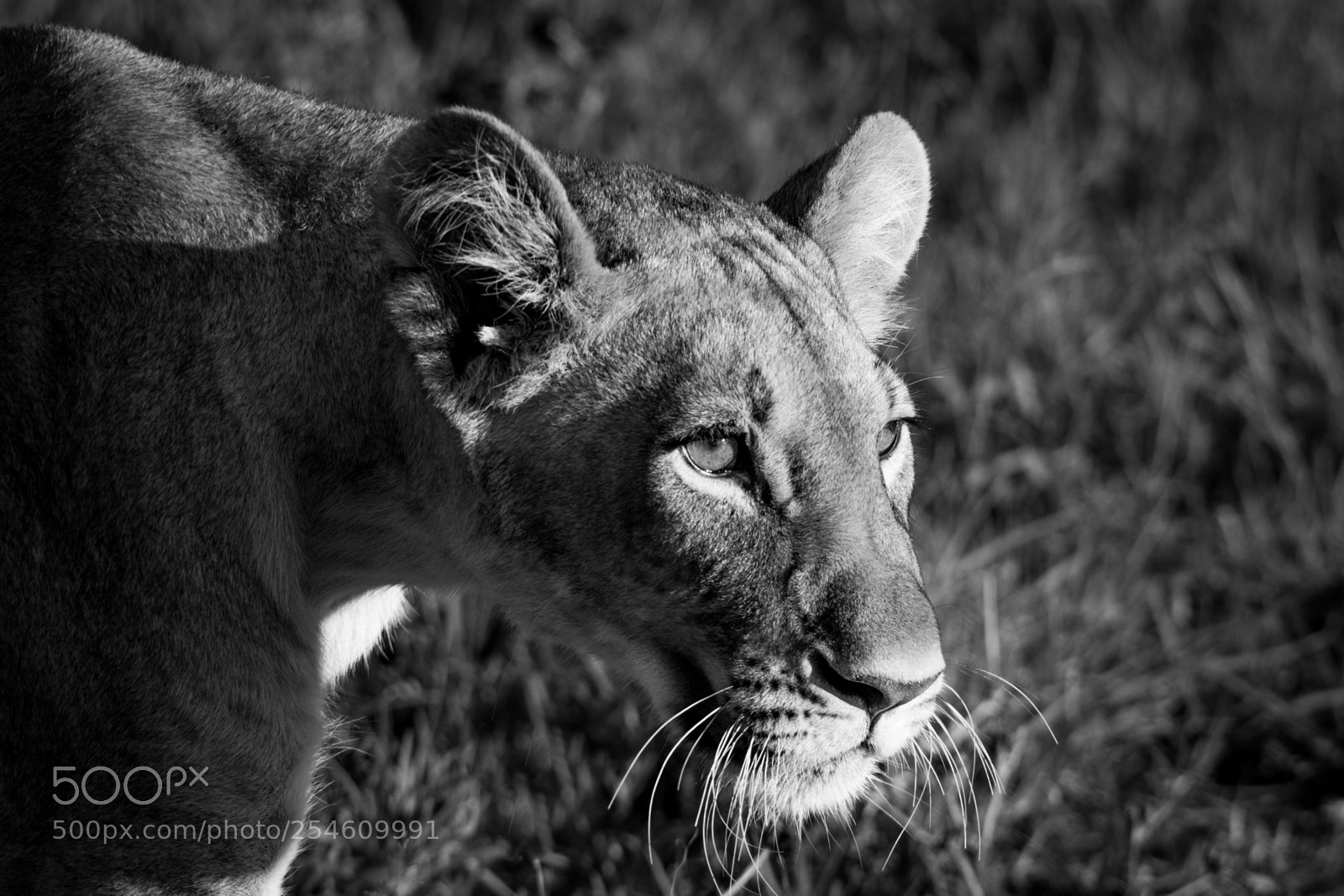 Canon EOS 7D Mark II sample photo. Hunter's focus photography