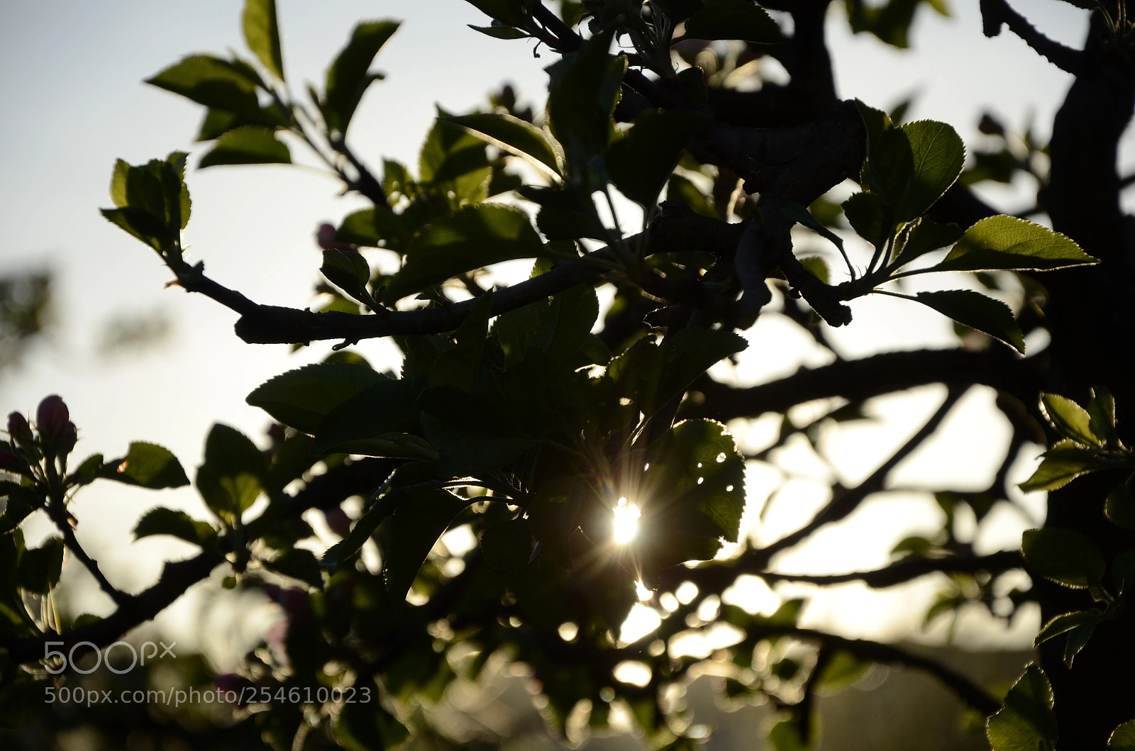Nikon D7000 sample photo. Sun behind tree photography