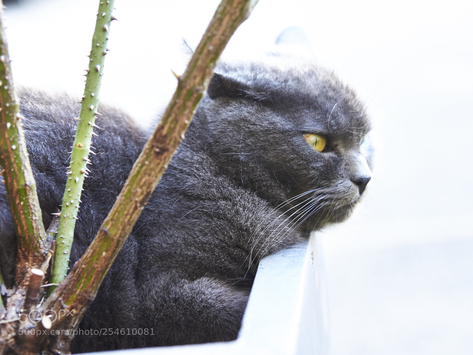 Canon EOS 7D sample photo. Feline rest photography