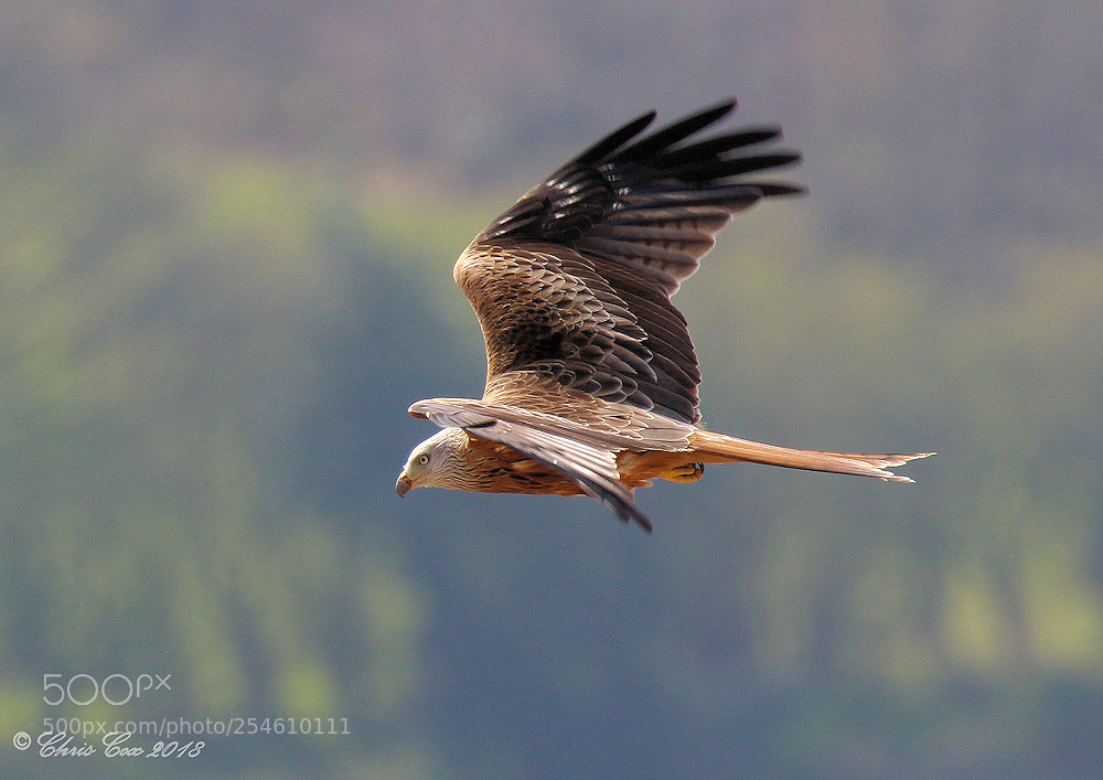 Canon EOS 7D Mark II sample photo. Red kite photography