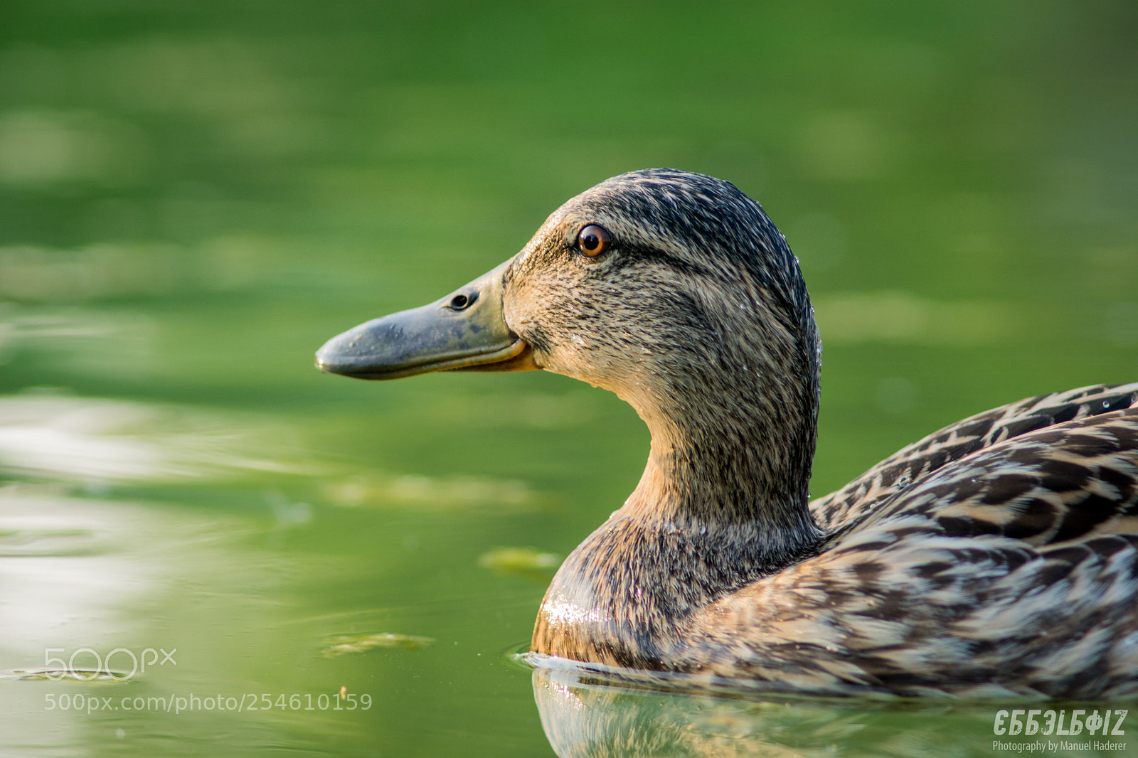 Sony ILCA-77M2 sample photo. Mallard profile photography