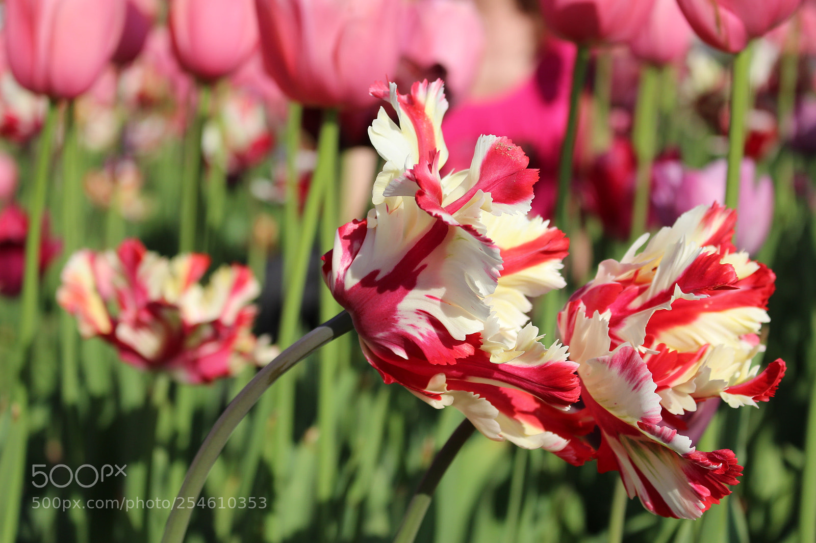 Canon EOS 700D (EOS Rebel T5i / EOS Kiss X7i) sample photo. Tulipani photography