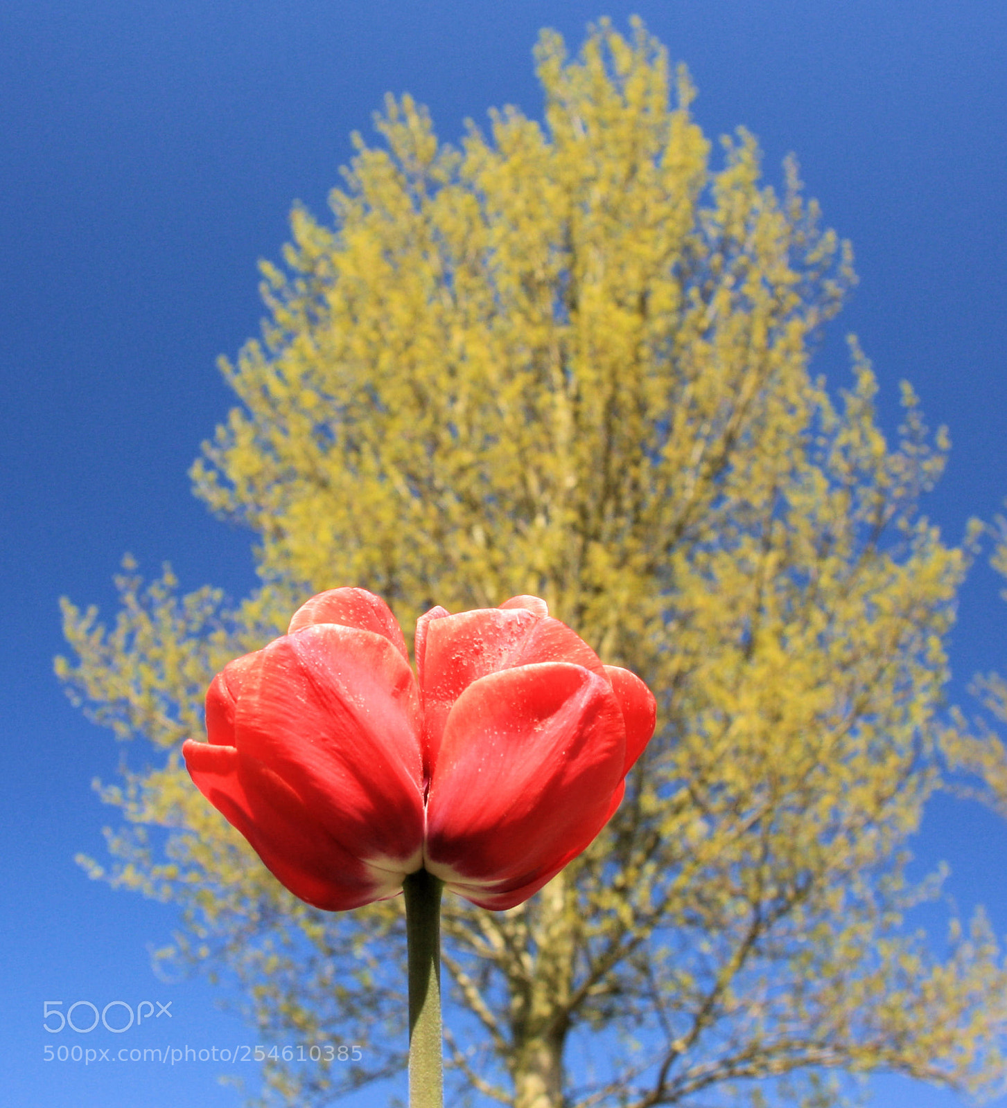 Canon EOS 1000D (EOS Digital Rebel XS / EOS Kiss F) sample photo. Dubbele tulp photography