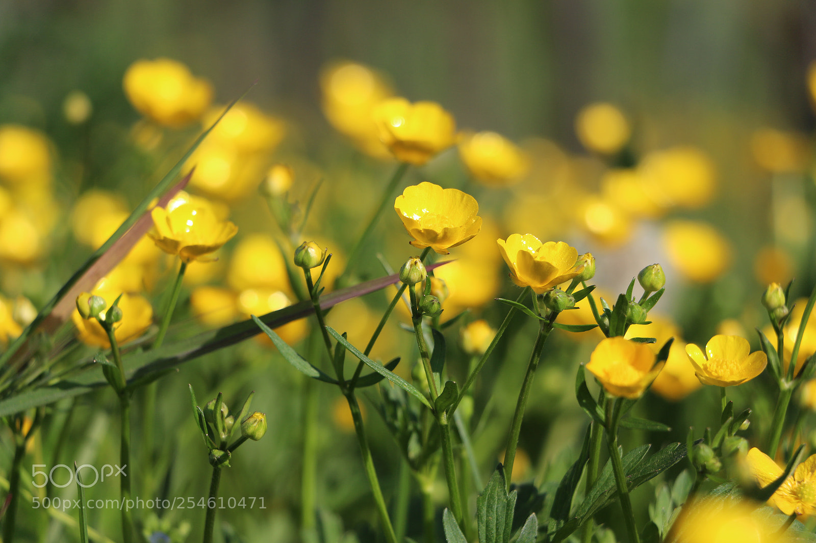 Canon EOS 700D (EOS Rebel T5i / EOS Kiss X7i) sample photo. Color of spring photography