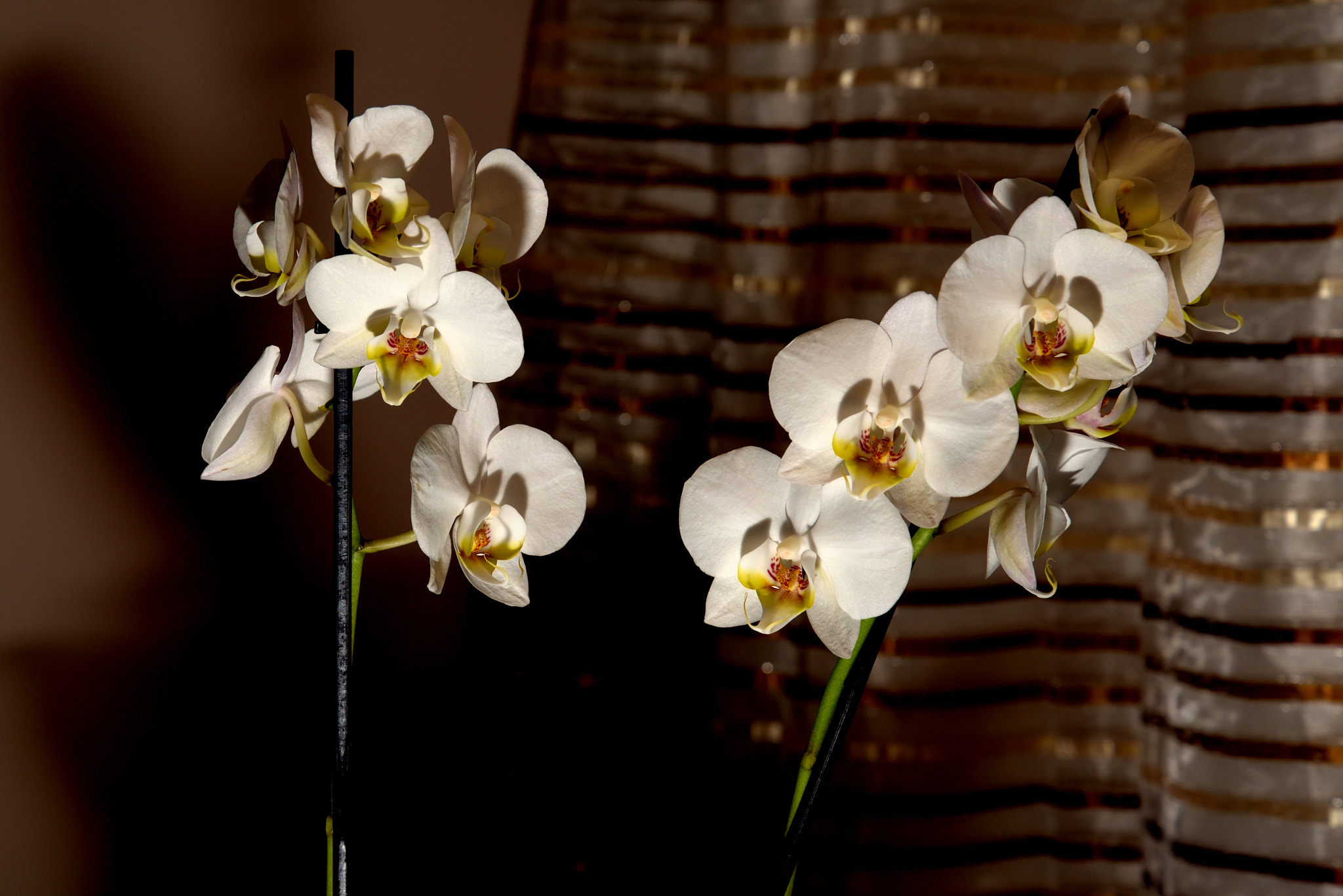 Nikon D750 sample photo. Orchids - storczyki photography