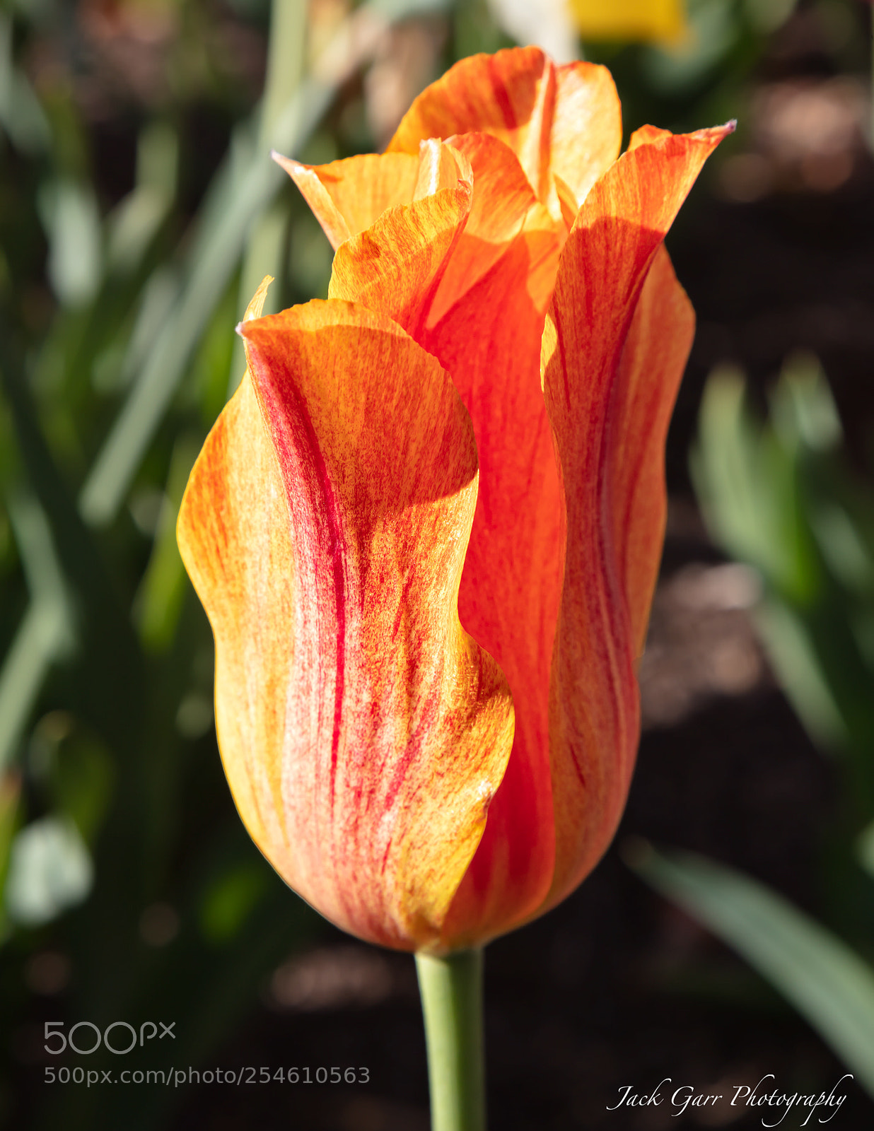 Canon EOS 5DS sample photo. Tulip photography