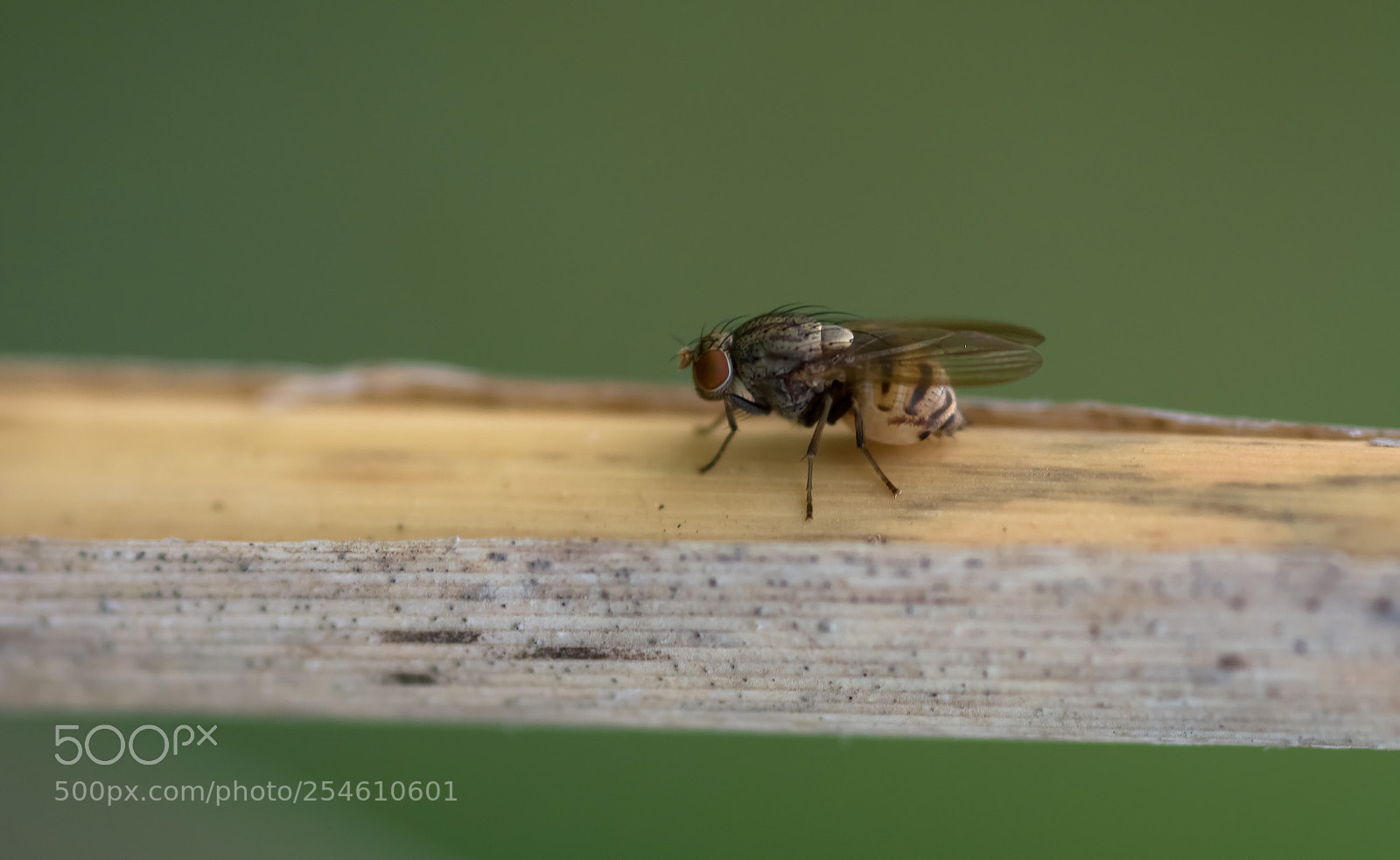 Nikon D7100 sample photo. Fly photography