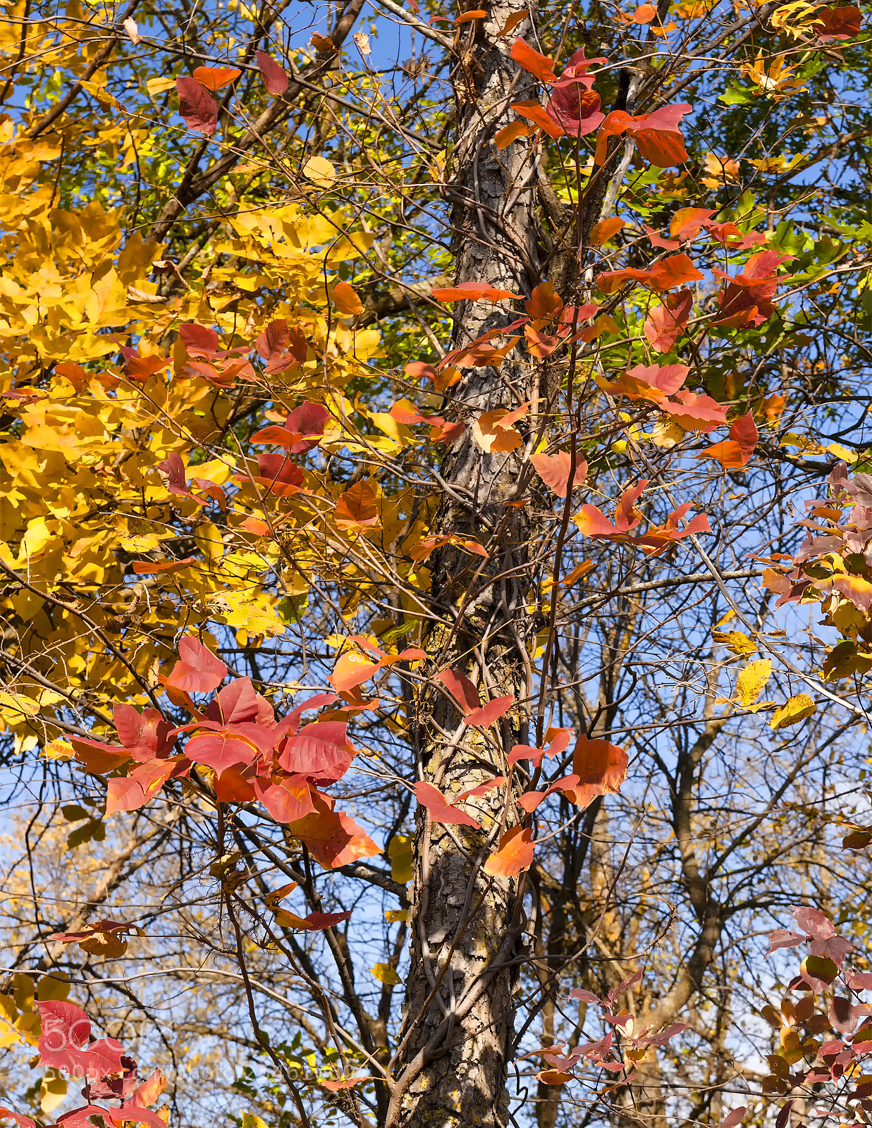 Canon EOS 450D (EOS Rebel XSi / EOS Kiss X2) sample photo. Autumn reds and golds photography