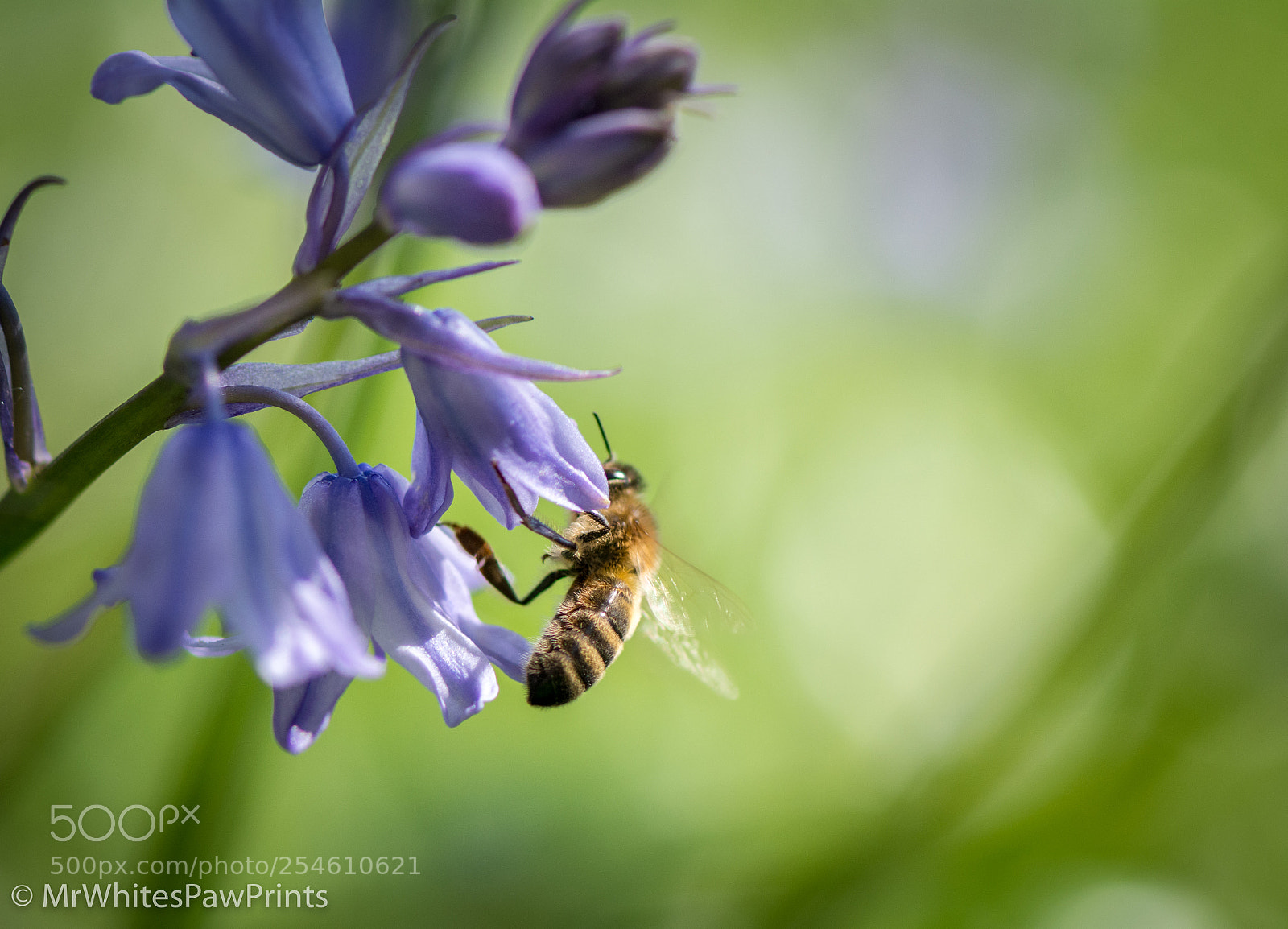 Nikon D7100 sample photo. Springtime photography