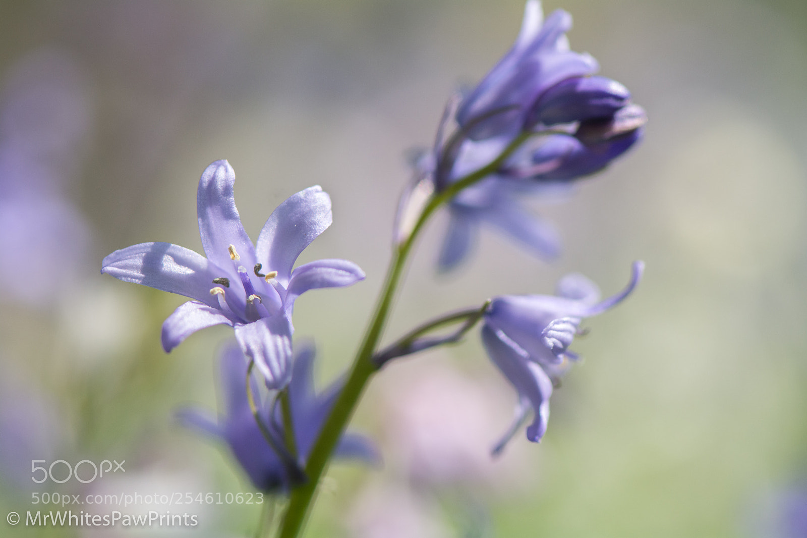 Nikon D7100 sample photo. Bluebells in tavistock photography