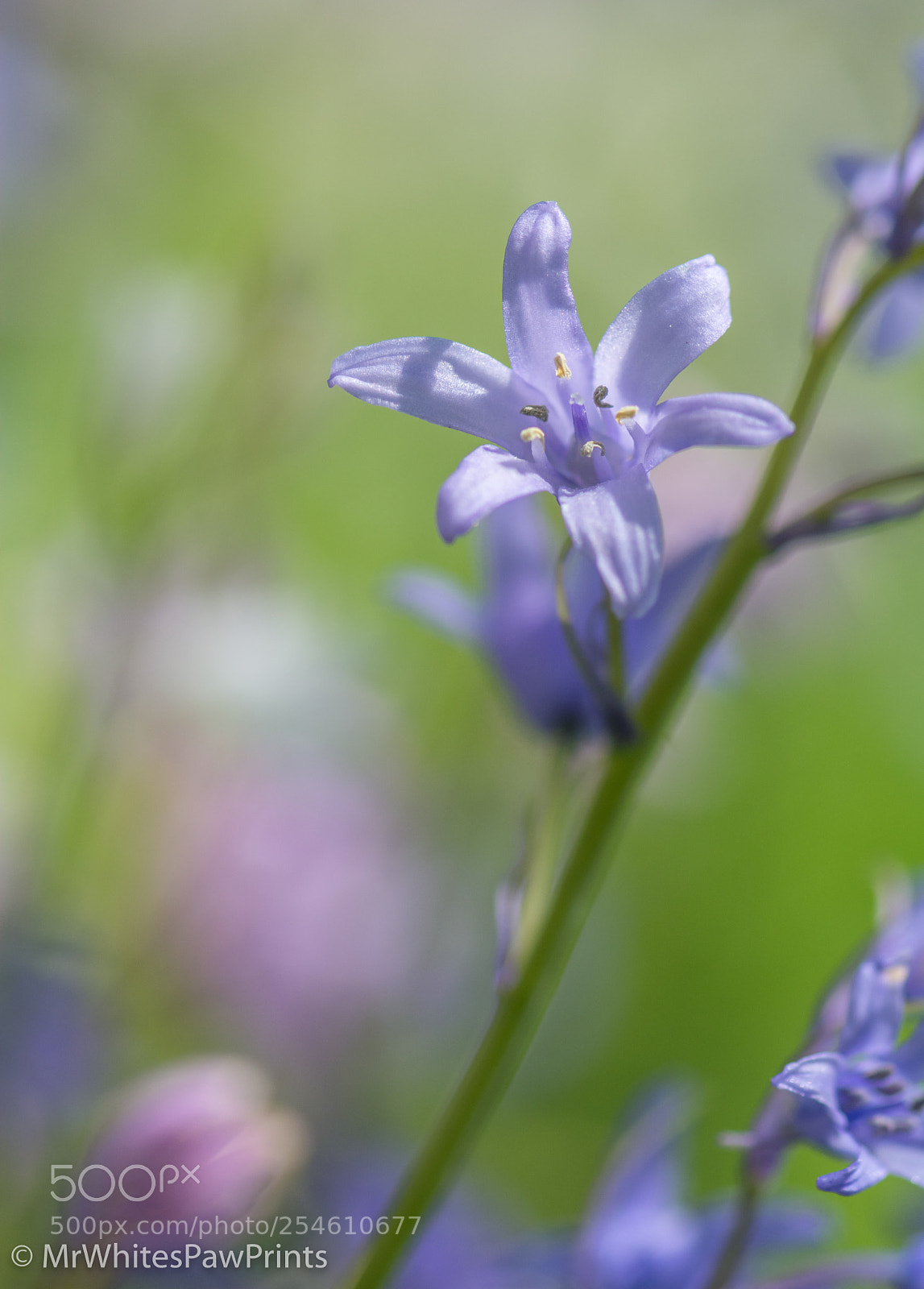 Nikon D7100 sample photo. Bluebells in tavistock photography