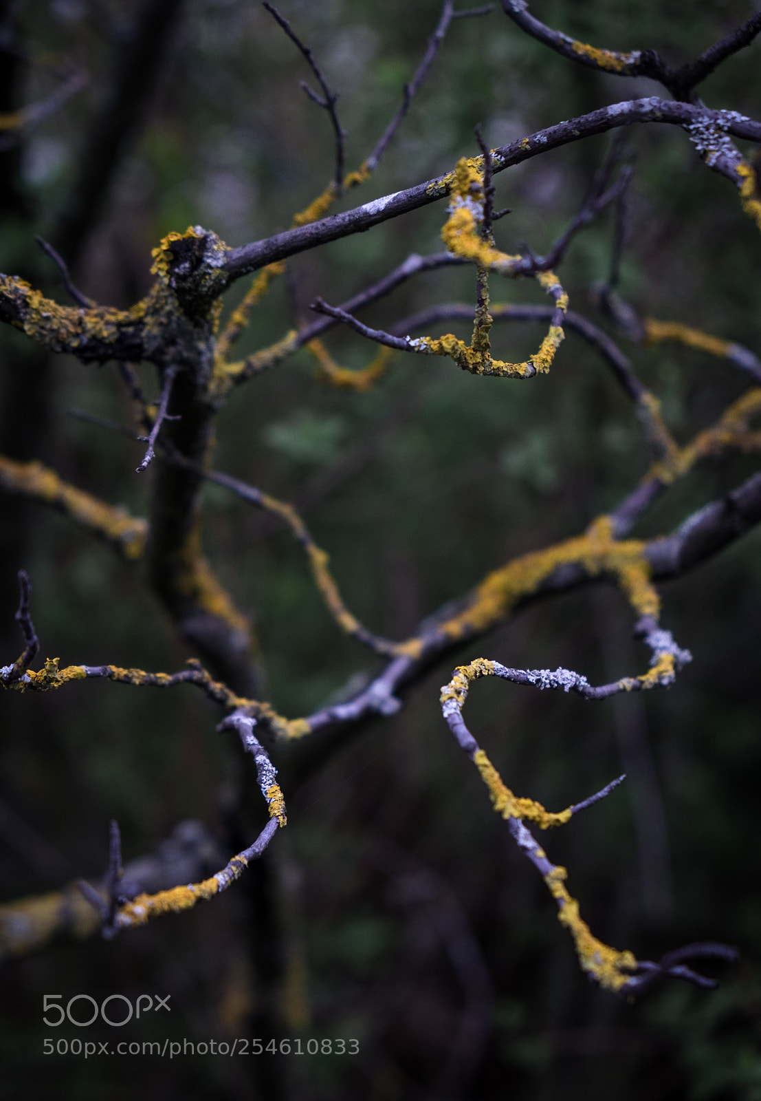 Fujifilm X-E2 sample photo. Branching photography