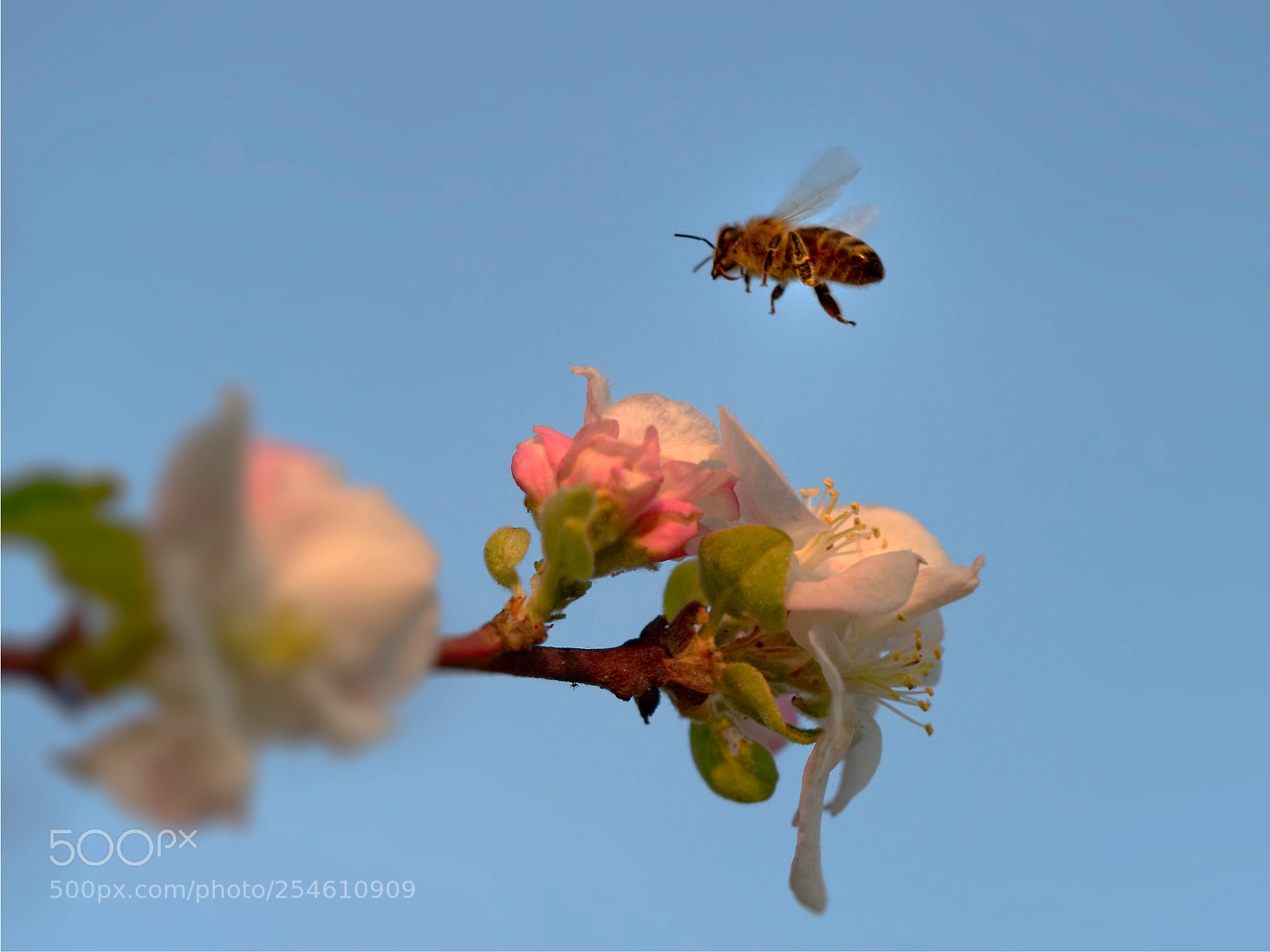 Olympus OM-D E-M1 sample photo. Bee airshow photography