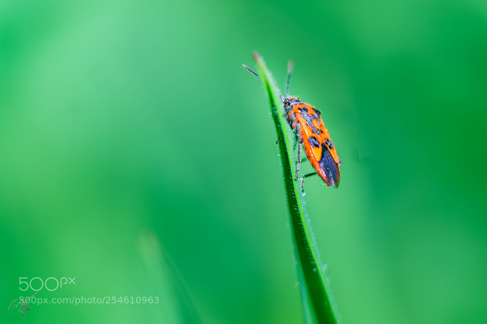 Sony a7R II sample photo. Bug photography