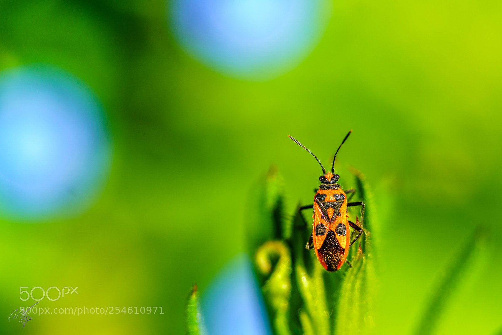 Sony a7R II sample photo. Bug photography