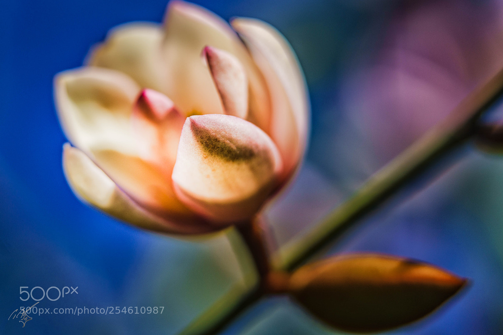 Sony a7R II sample photo. Fairy magonlia photography