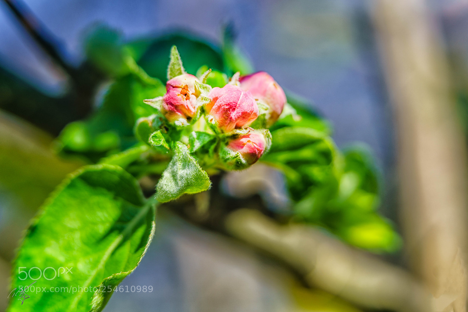 Sony a7R II sample photo. Fairy magonlia photography