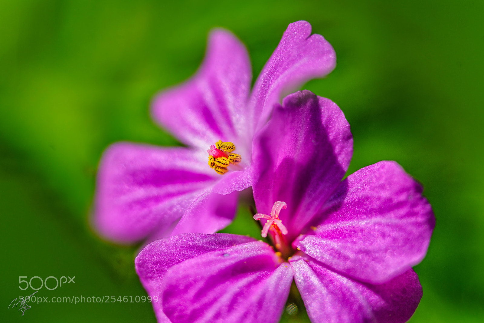 Sony a7R II sample photo. Purplr weed photography