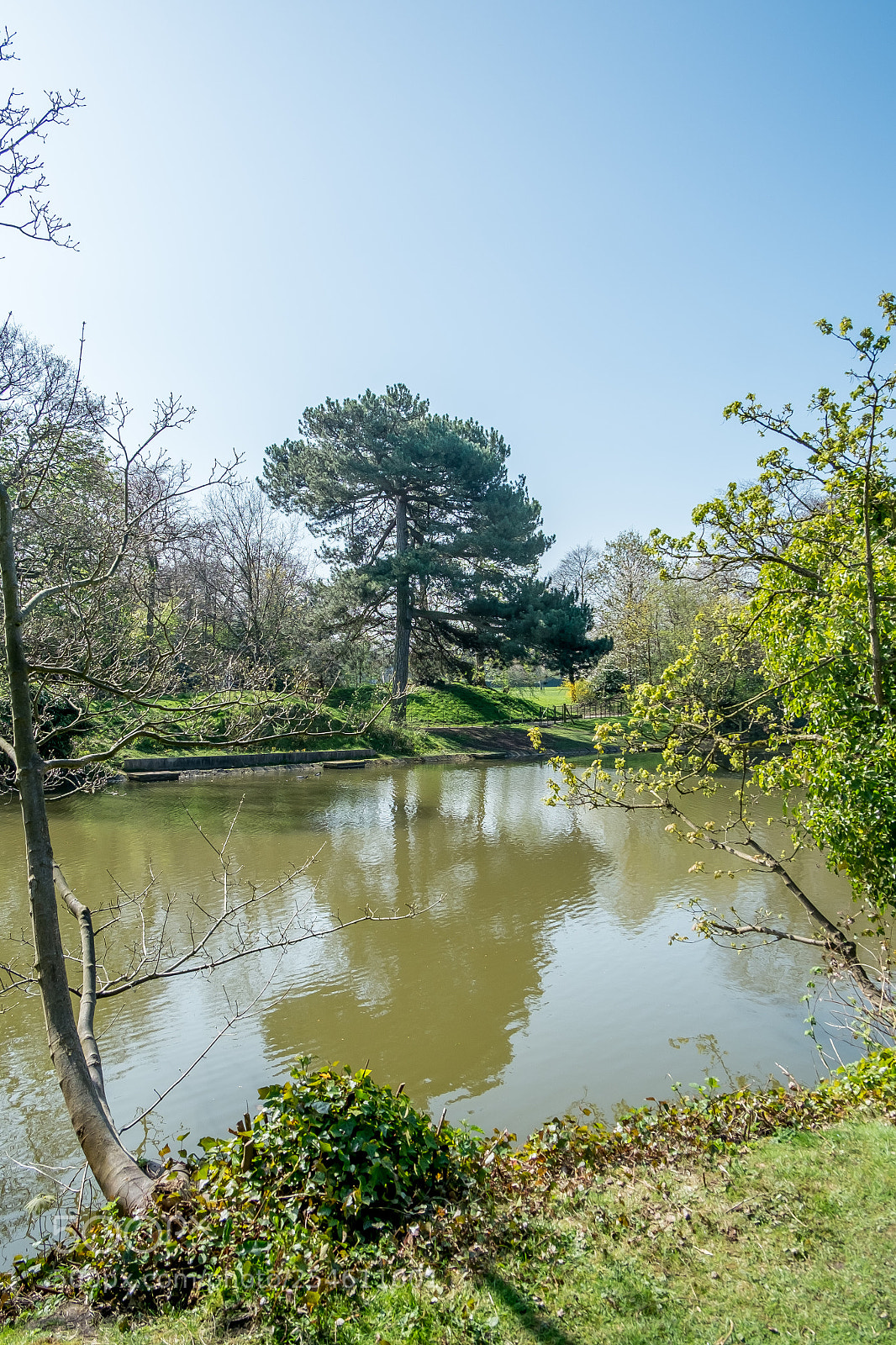 Fujifilm X-Pro1 sample photo. Tree reflection photography