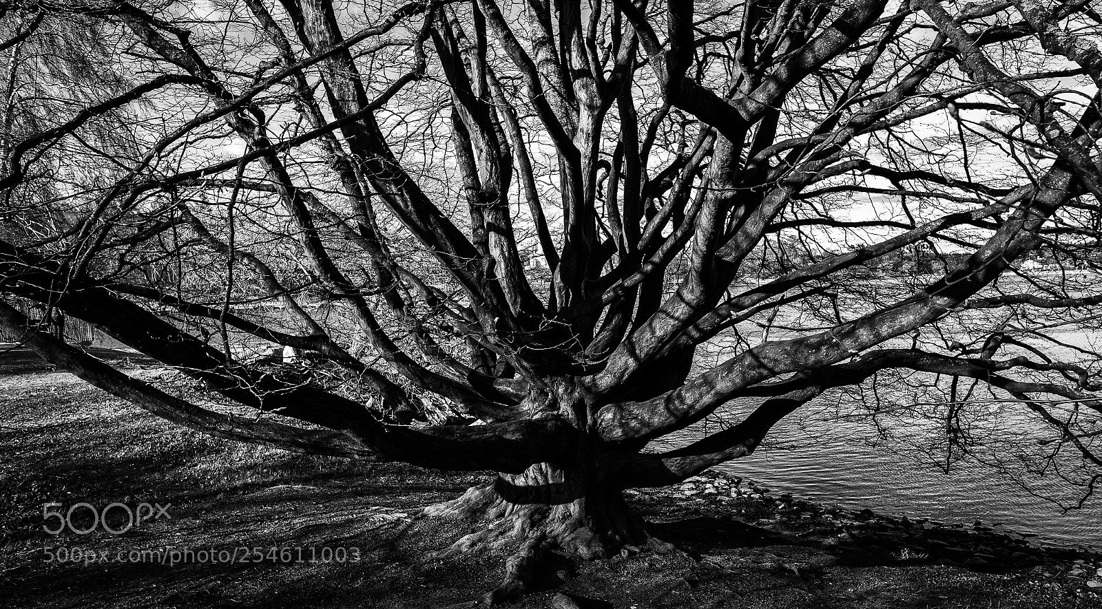 Fujifilm X-T2 sample photo. Branches photography