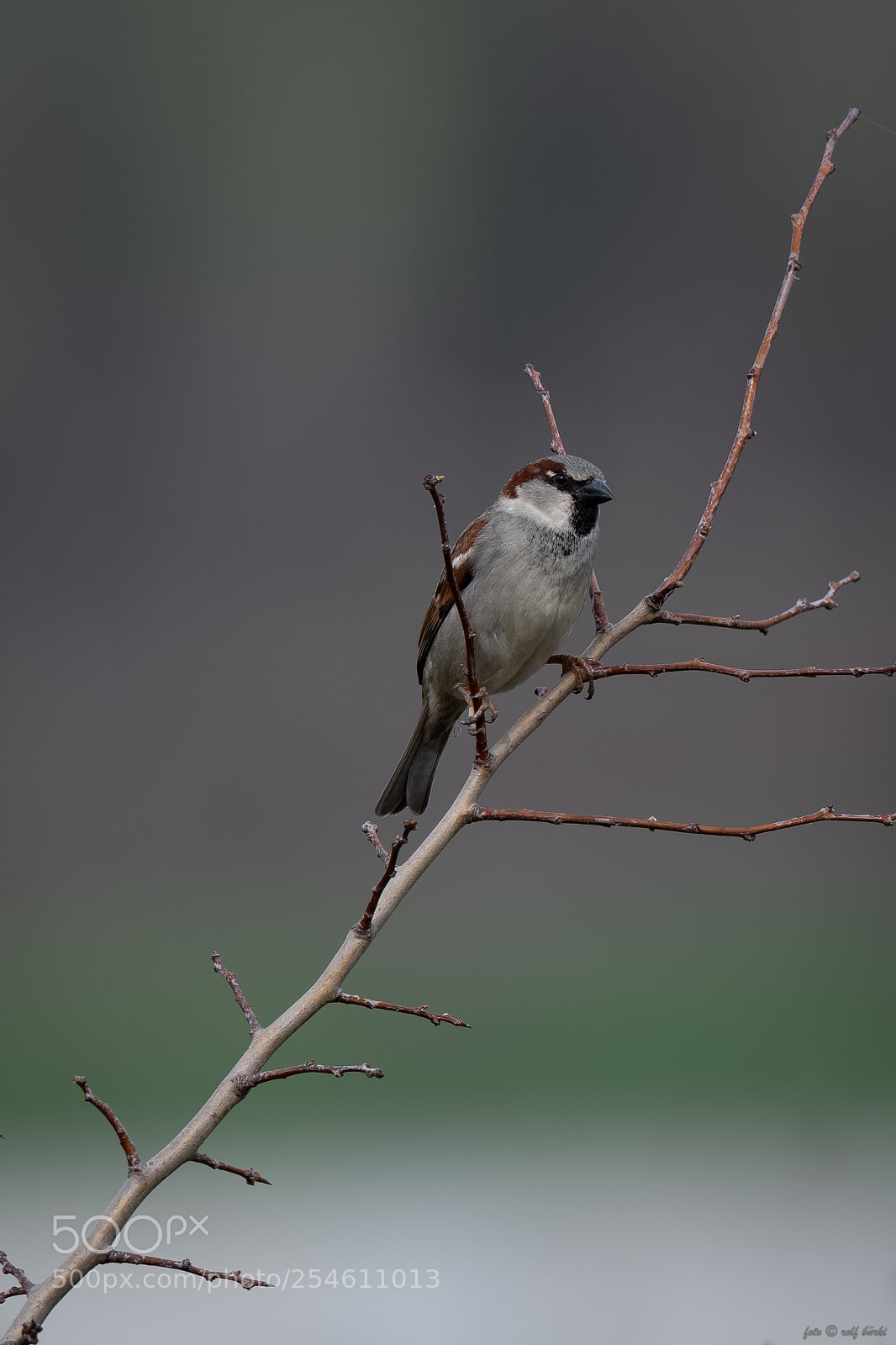 Nikon D850 sample photo. V gel garten toffen photography