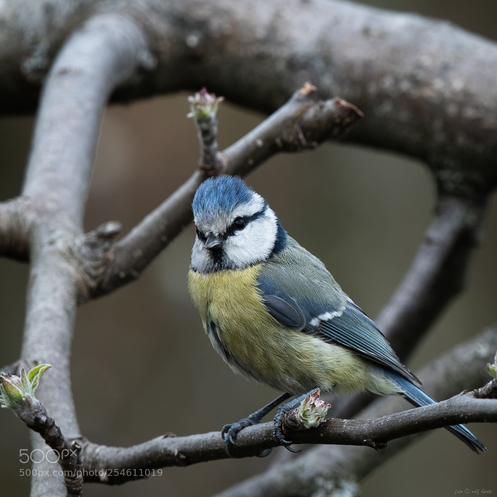 Nikon D850 sample photo. V gel garten toffen photography