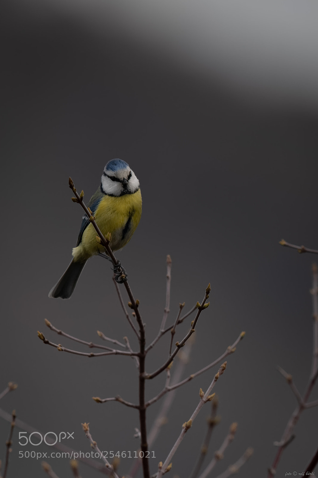 Nikon D850 sample photo. V gel garten toffen photography