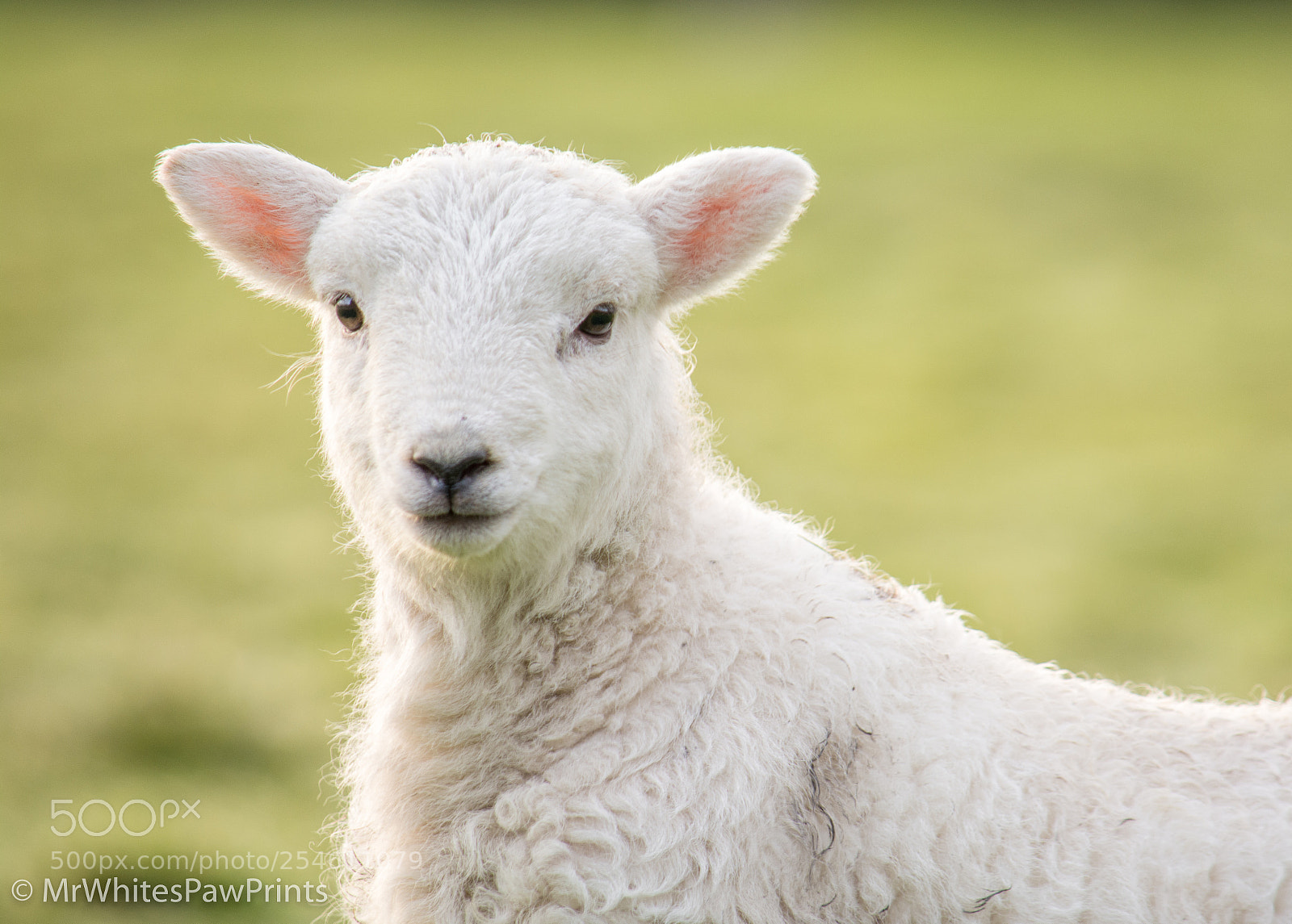 Nikon D7100 sample photo. Spring lamb photography